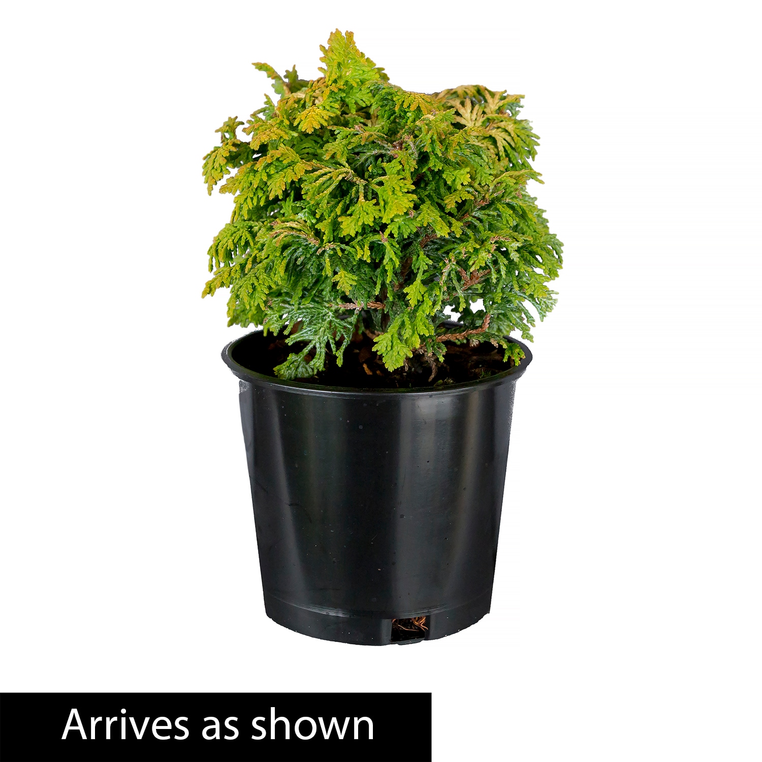 Direct Gardening 96042 shrubs - View #4