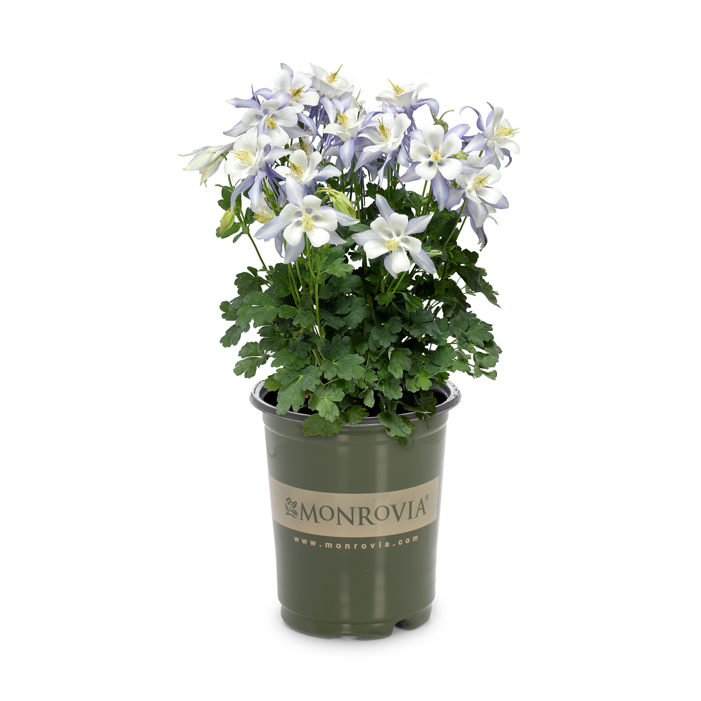 Monrovia NURSERY Multicolor Kirigami#8482 Light Blue and White Columbine Plant in 1.00 -Quart Pot 1.0 -Pack