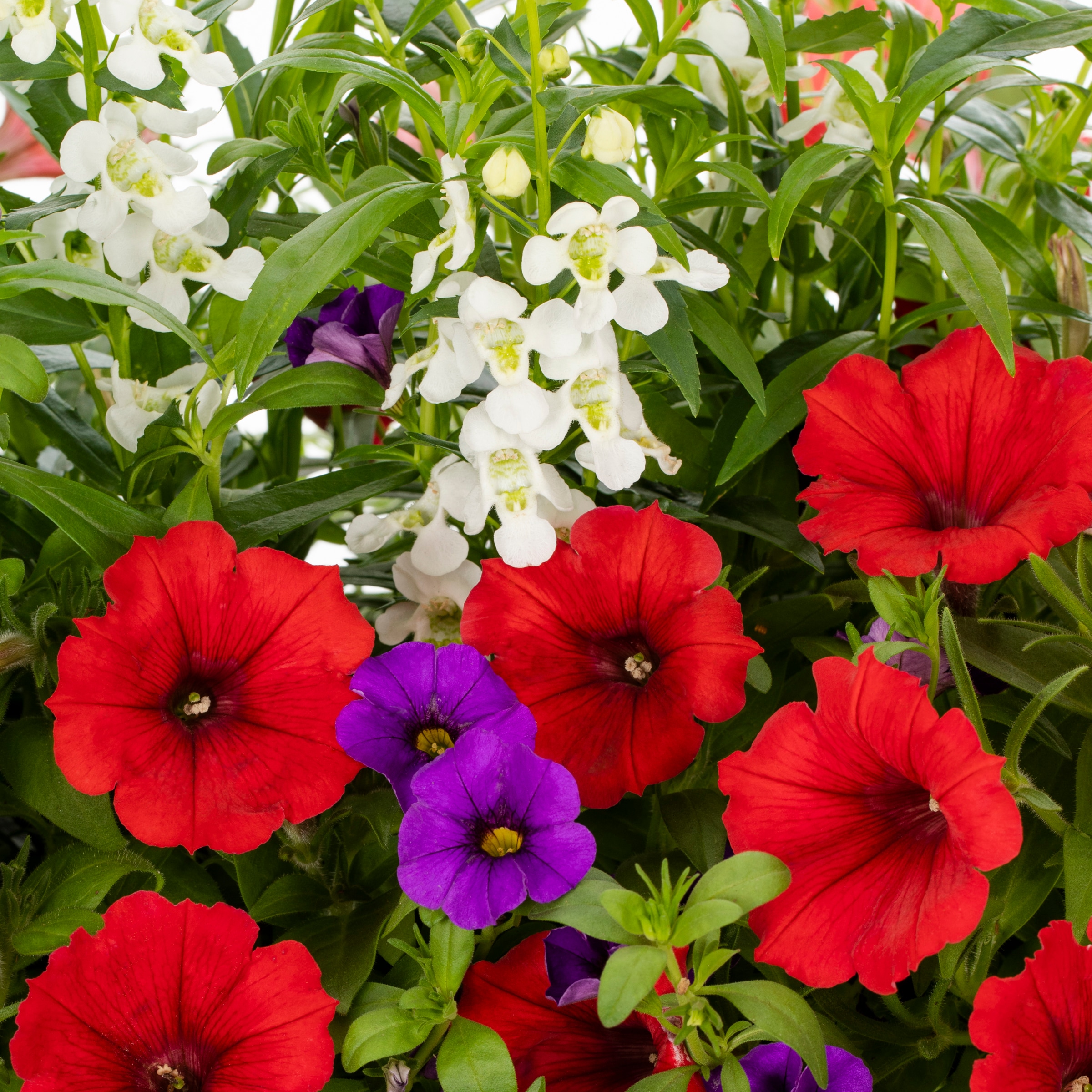 Lowe's NURSERY annuals - View #2