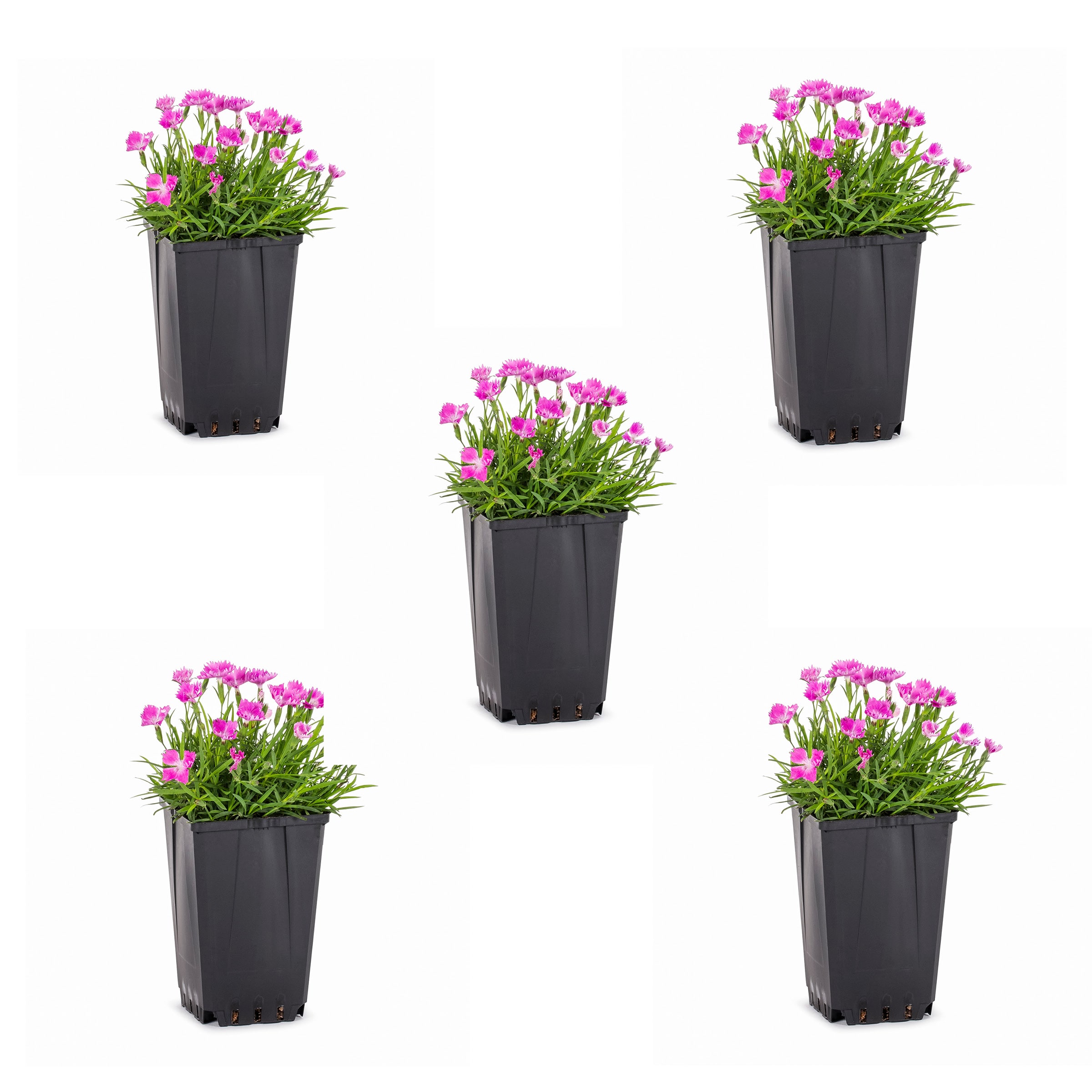 Dianthus Perennials at Lowes.com