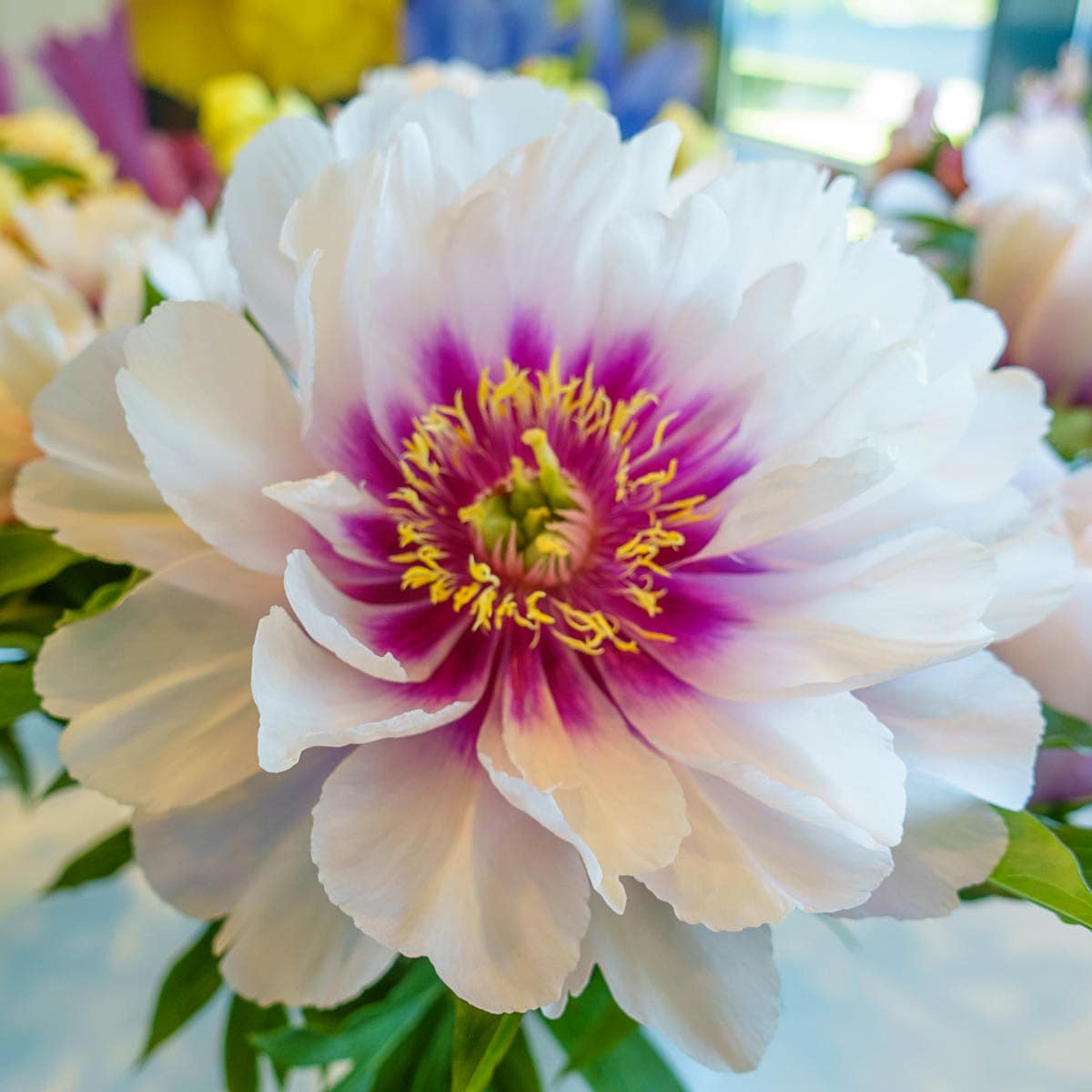 Spring Hill Nurseries 87555 White Flowering Cora Louise Itoh Peony Dormant Perennial Plant in 1 -Pack Bareroot 1 -Pack