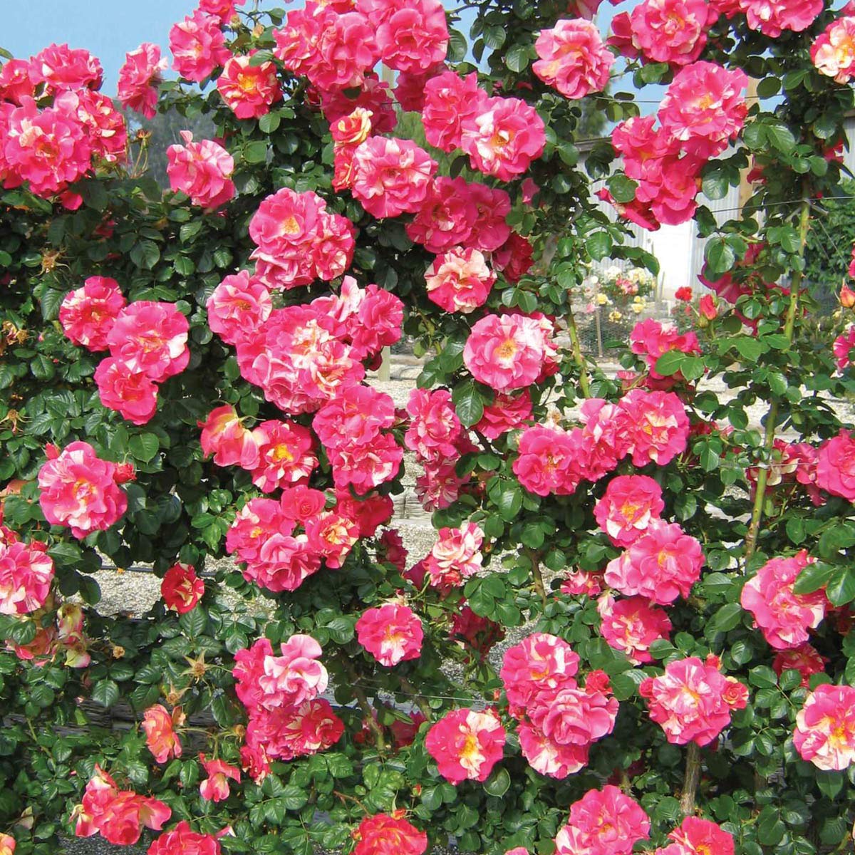 Spring Hill Nurseries 86287 roses - View #3