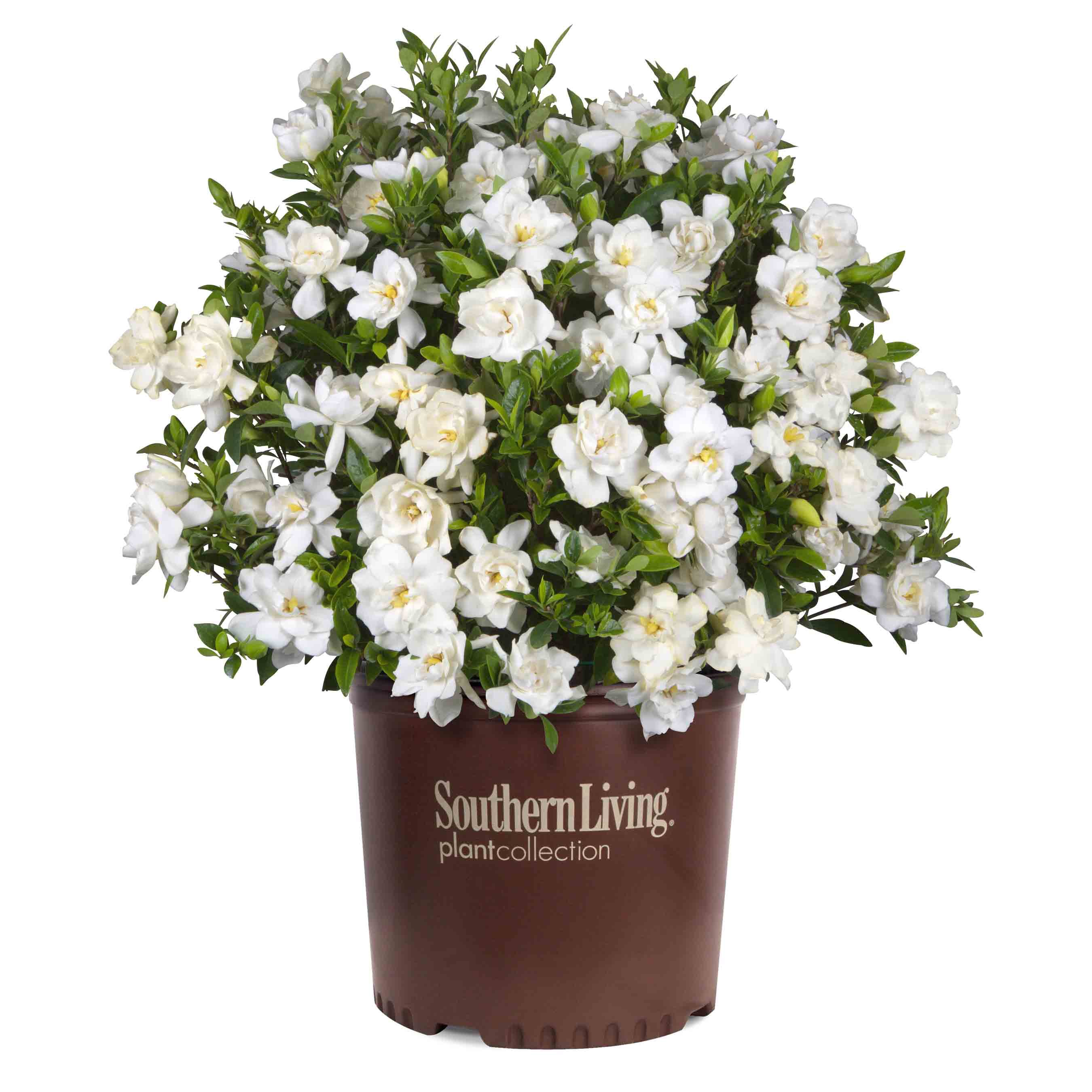 Southern Living 20.20 Quart White Gardenia Flowering Shrub in Pot in ...