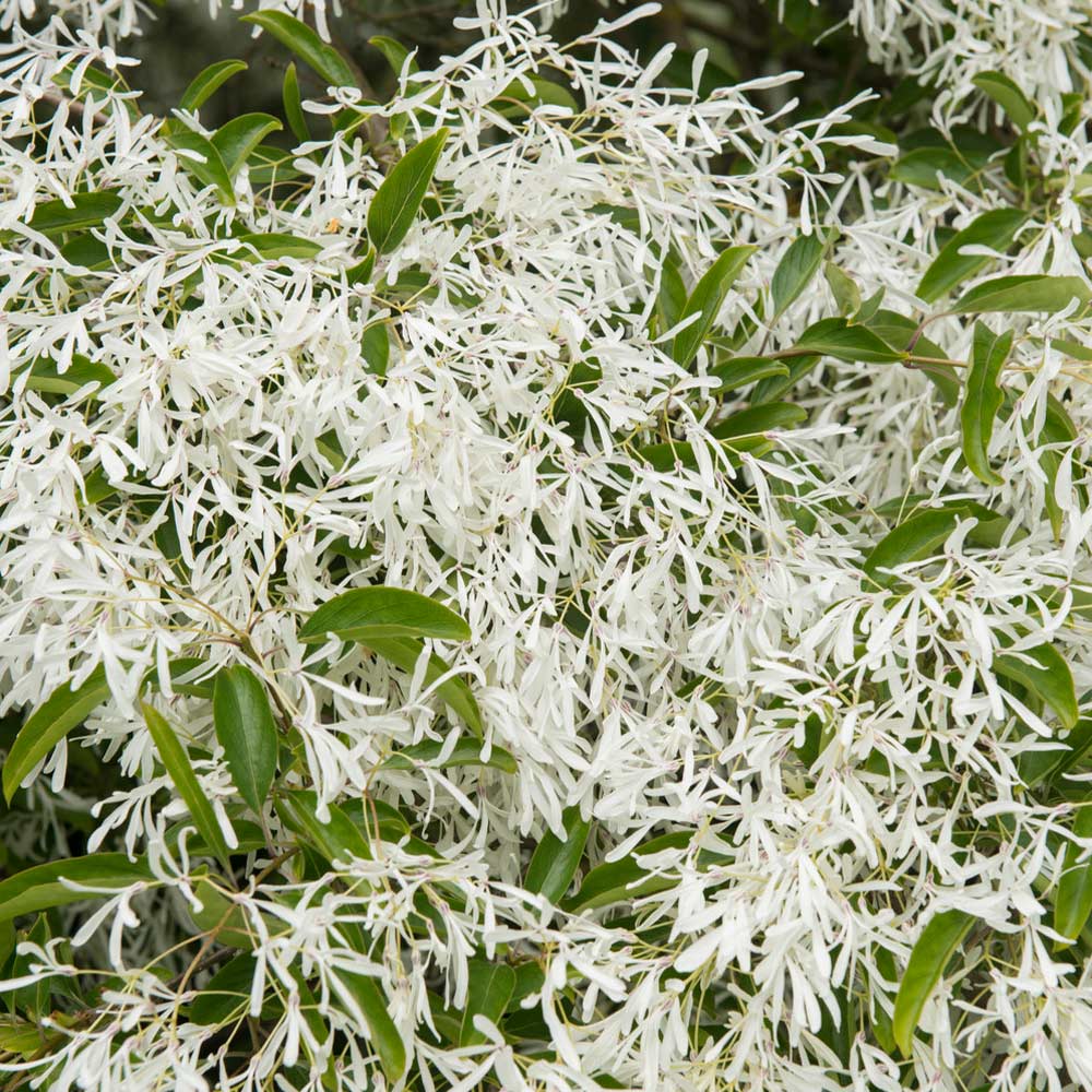 Brighter Blooms 10528 trees - View #2