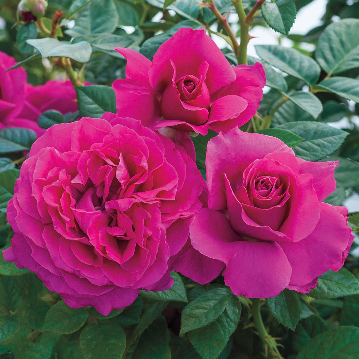 Spring Hill Nurseries 86310 roses - View #3