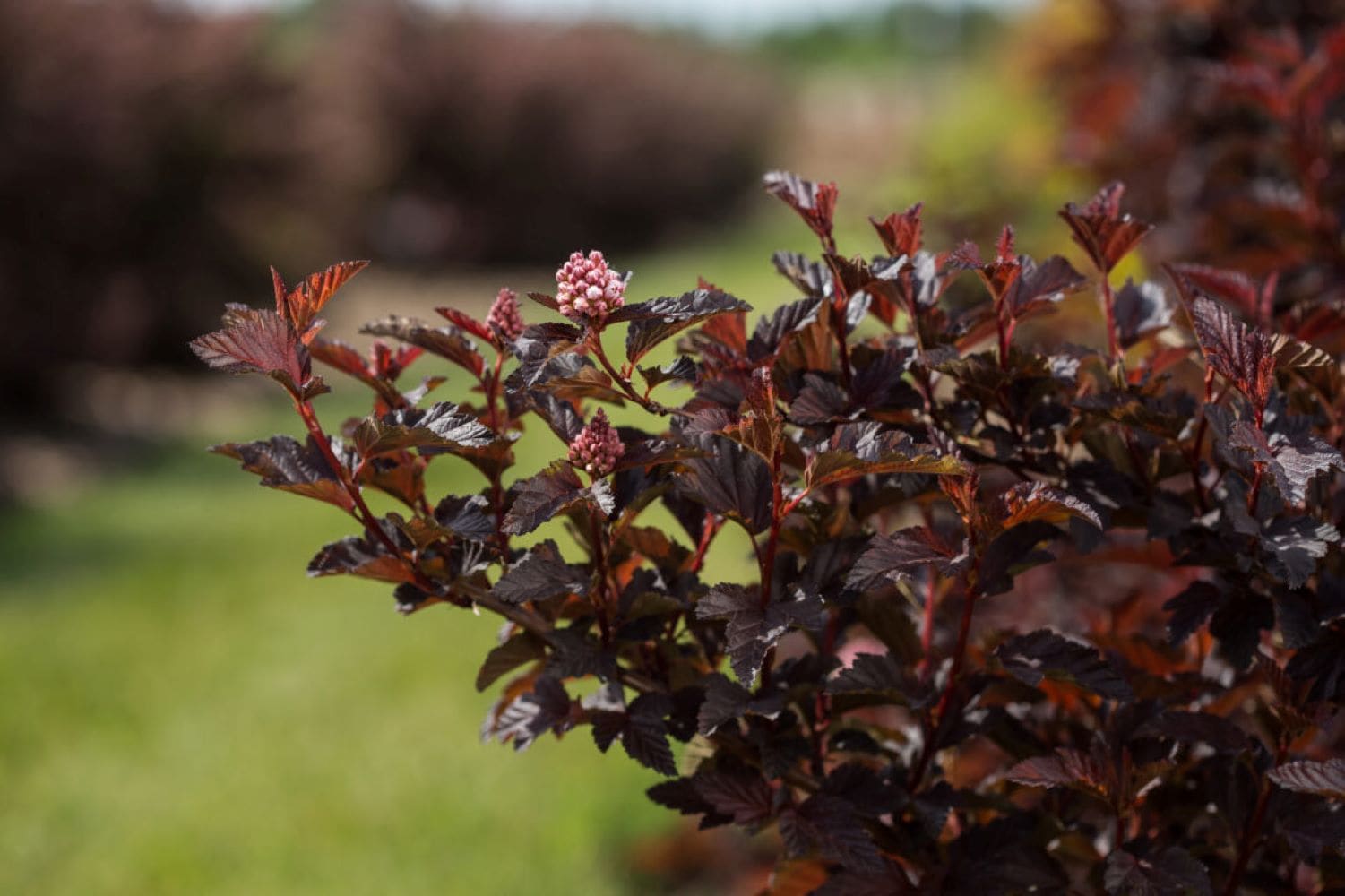 Lowe's NURSERY shrubs - View #8