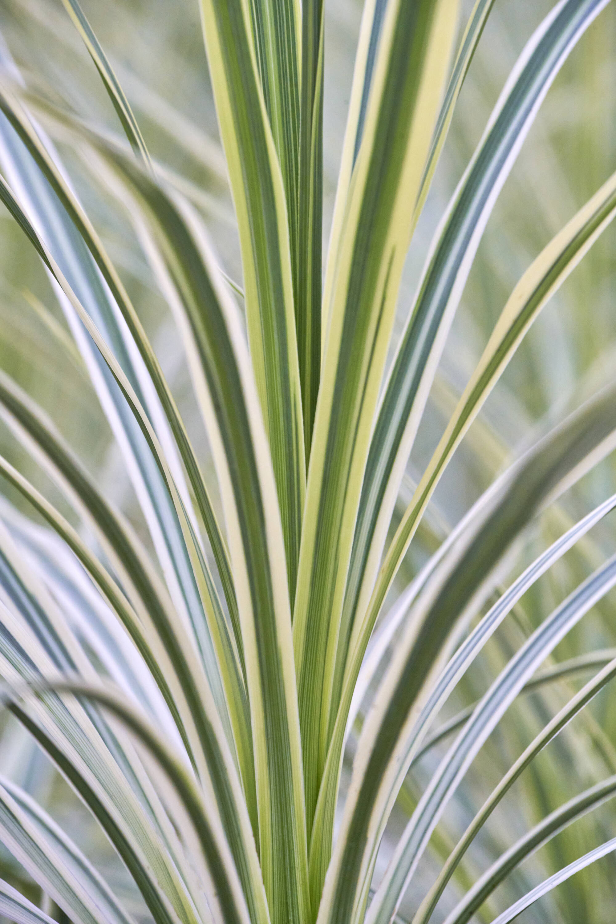 Monrovia 4883363 Lime Passion Cordyline Feature Shrub in 2.6 -Quart Pot 1 -Pack