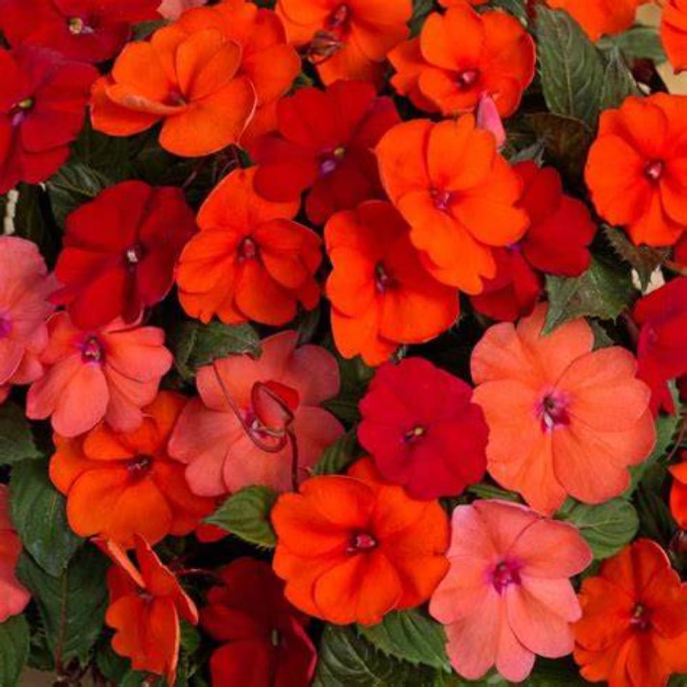 Lowe's NURSERY annuals - View #2