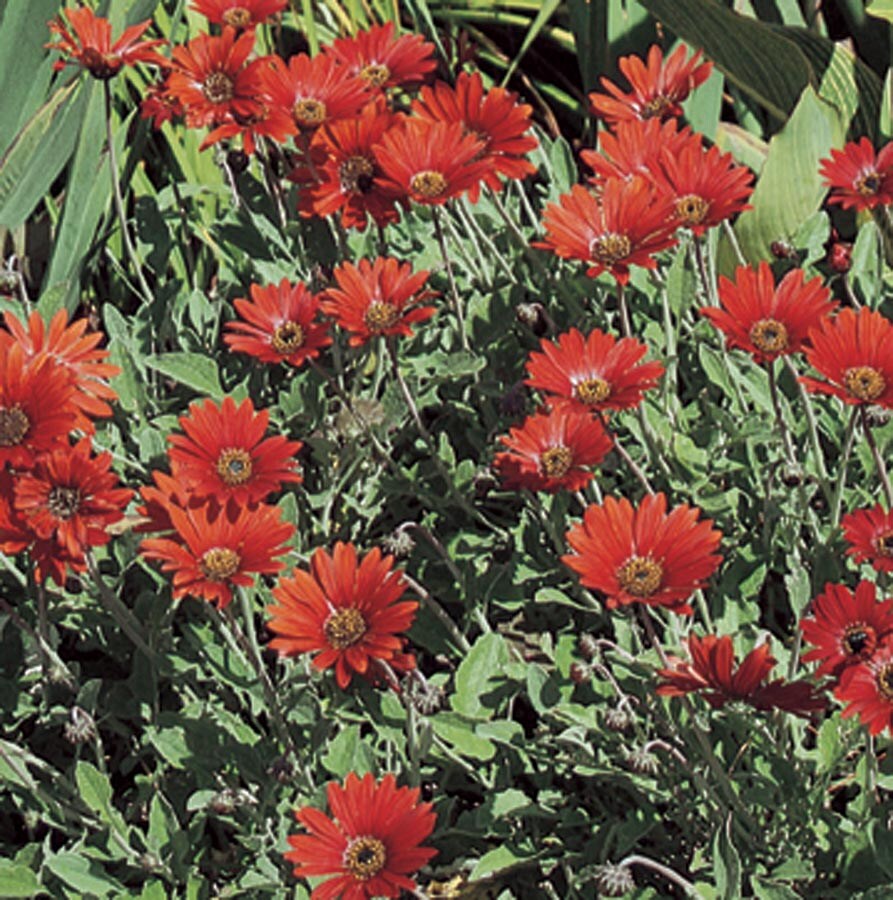 Lowe's Multicolor African Daisy Plant in 1Quart at