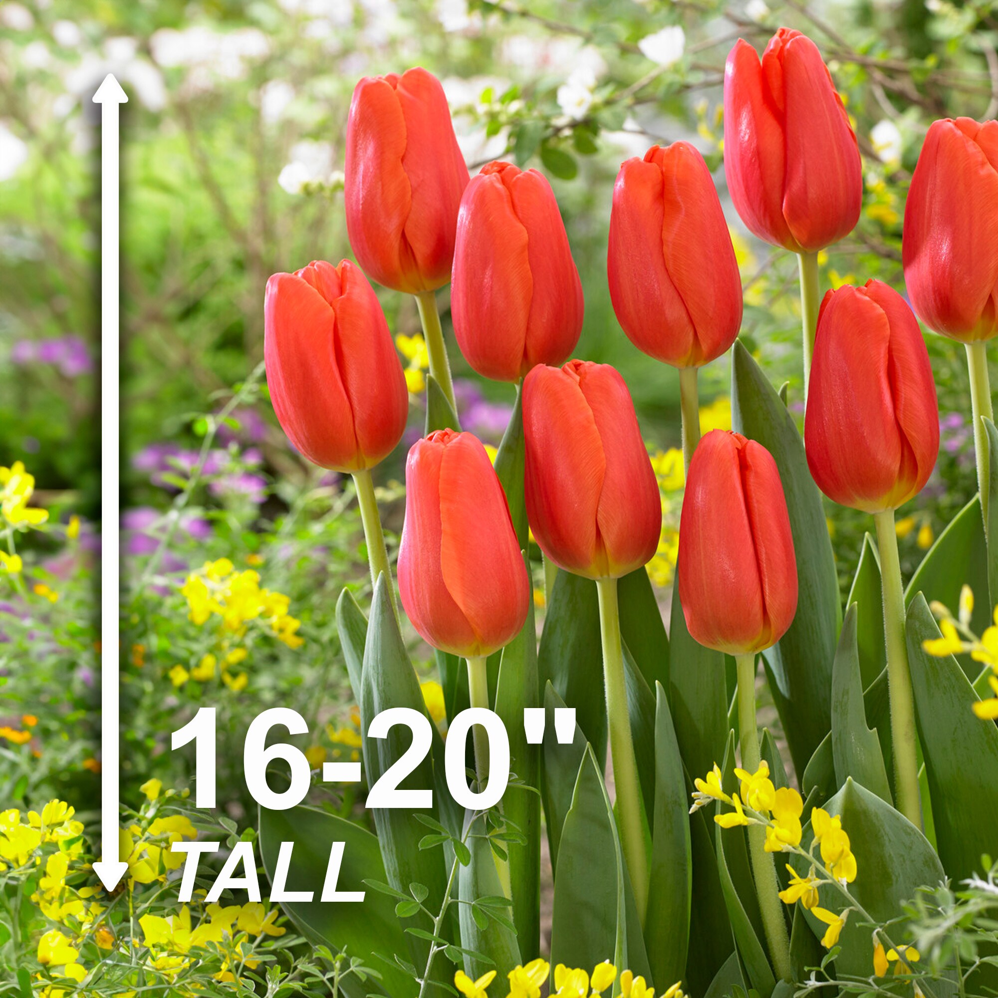 Garden State Bulb ECF-61-25-01 Plant-Bulbs - View #3