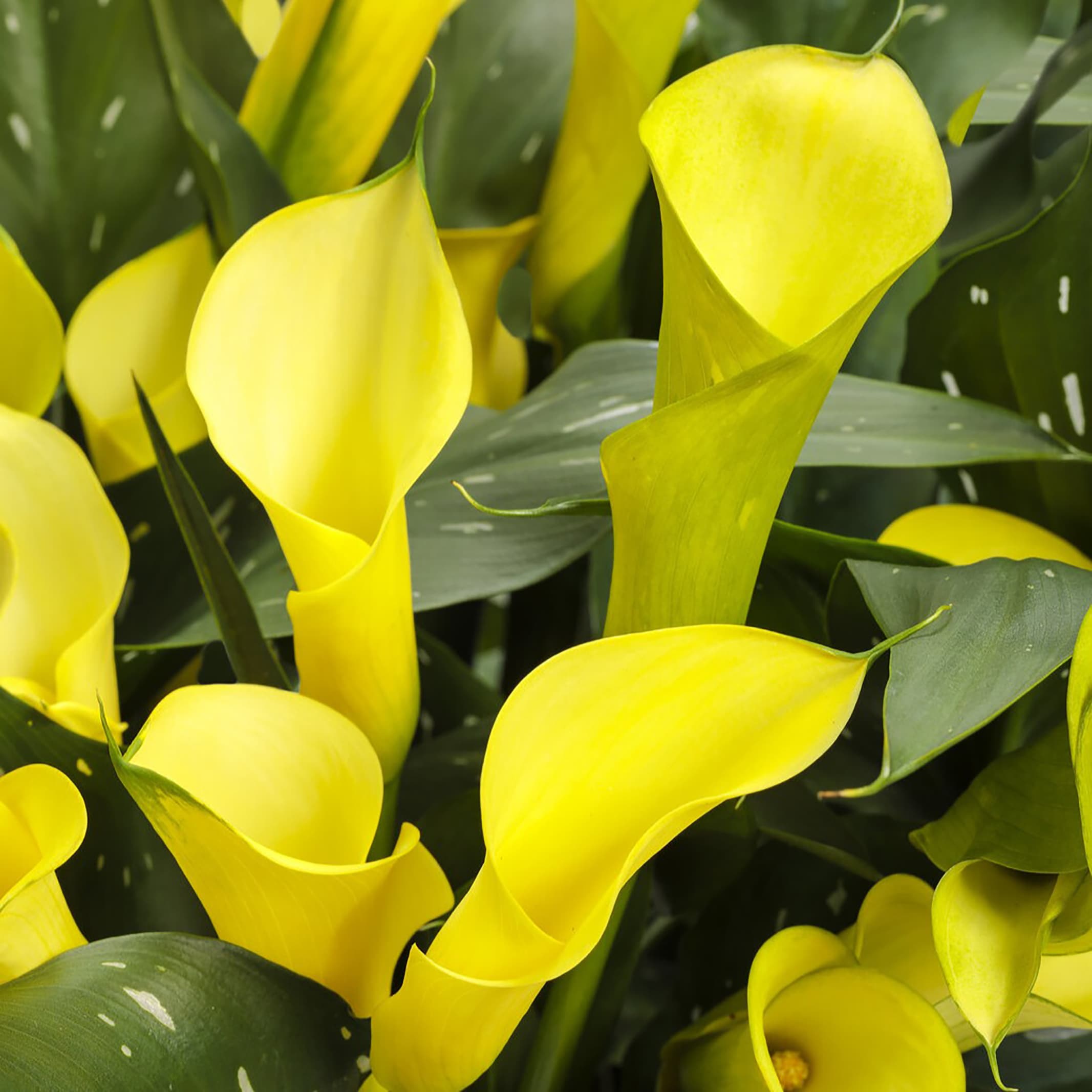 Proven Winners Be My Sunshine Calla Lily (Zantedeschia) Plants, Bulbs ...