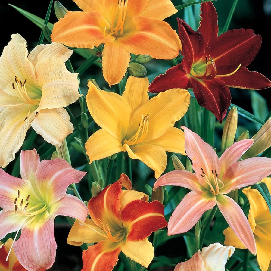 Lowe's NURSERY Multicolor Daylily Plant in 2 -Quart Pot 1.0 -Pack