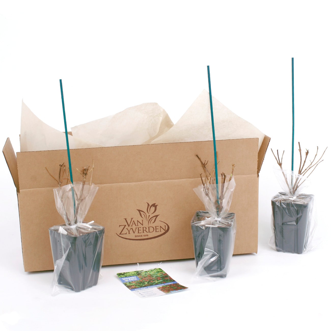 Van Zyverden 82926 Plant-Bulbs - View #8