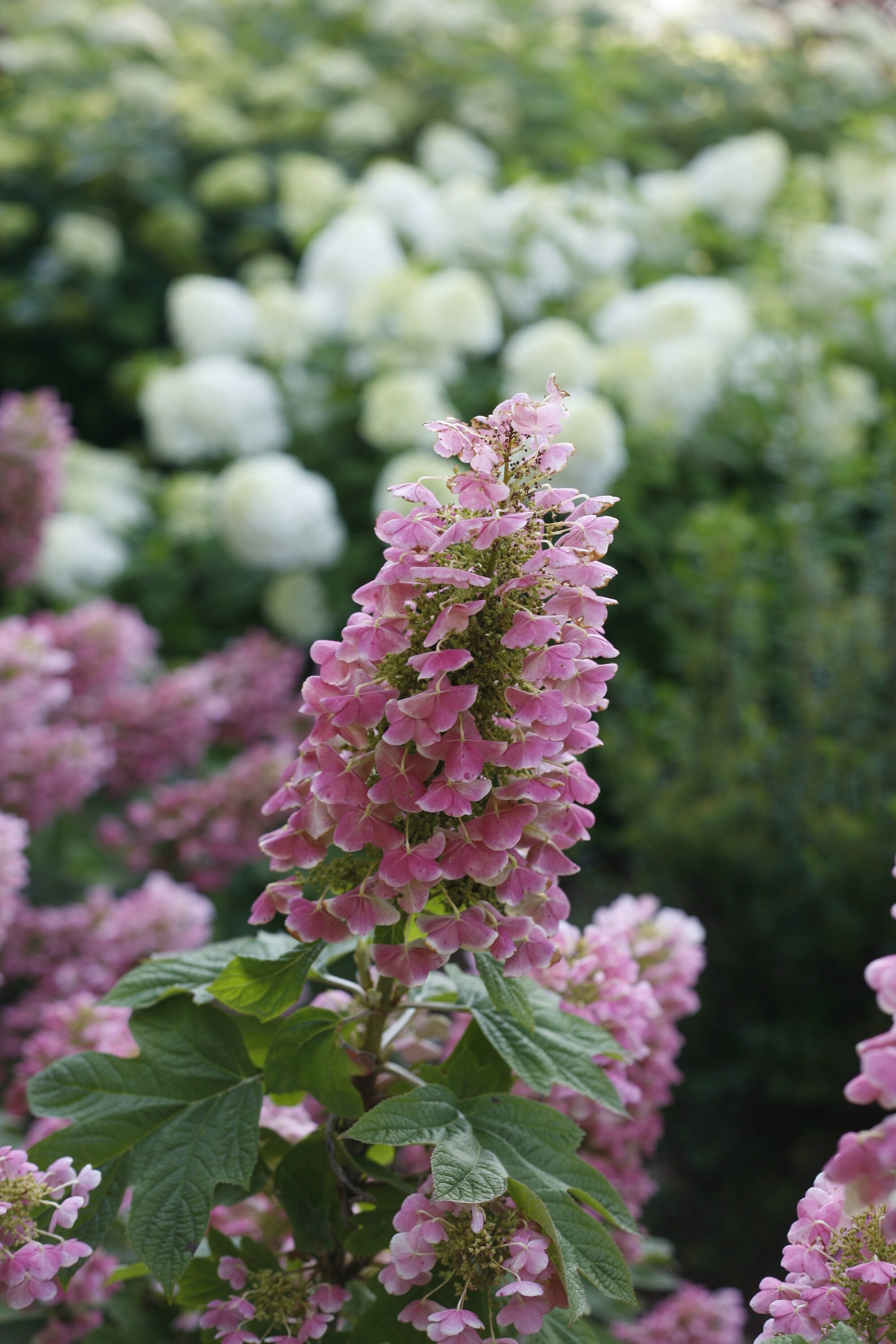 Proven Winners HYDPRC3636101 shrubs - View #2