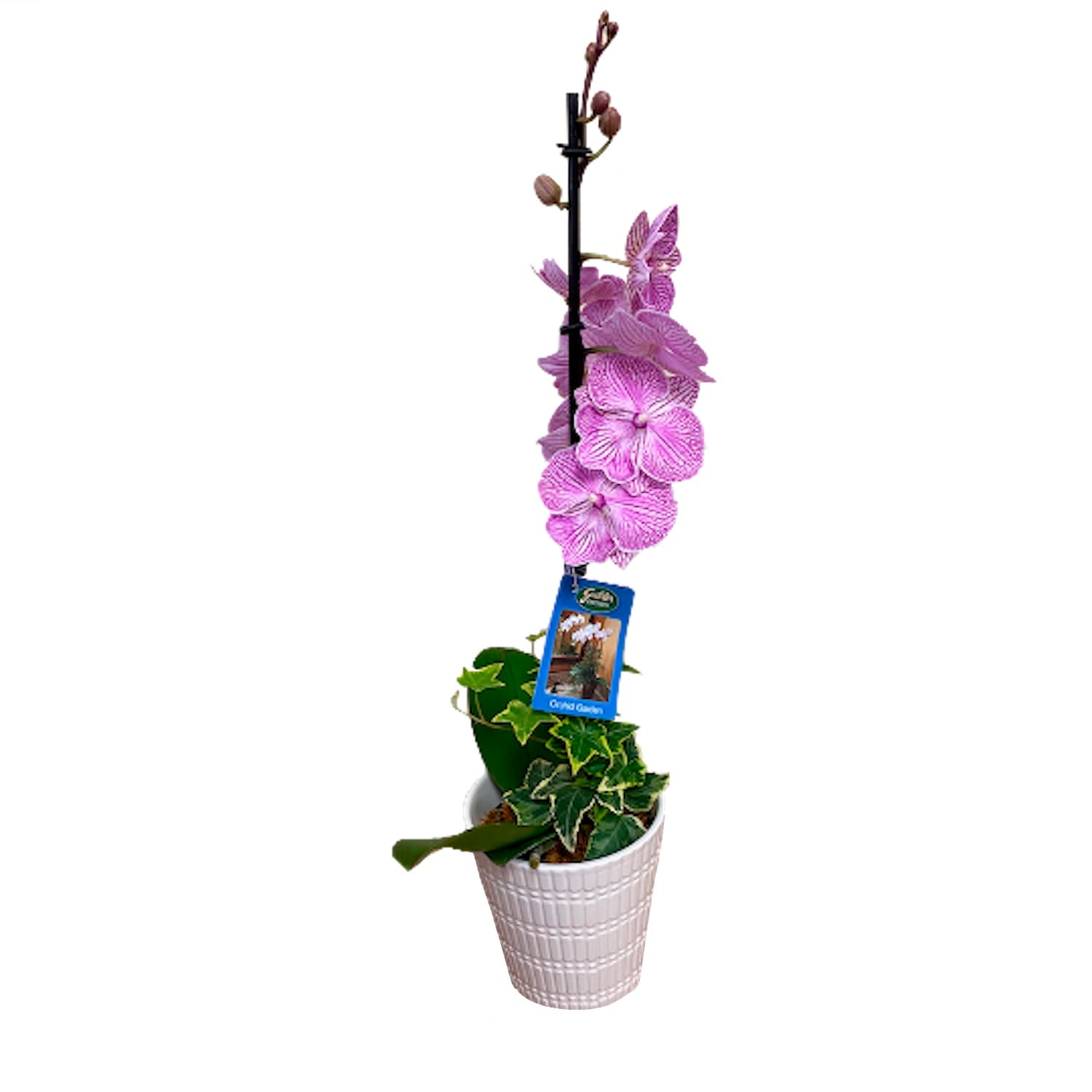 Gubler MOA Mixed Moth Orchid House plant in 1 Quart(s) Pot 1.0 -Pack