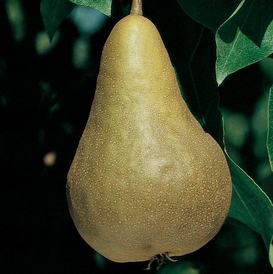 Pyrus communis 'Bosc' (European Pear)