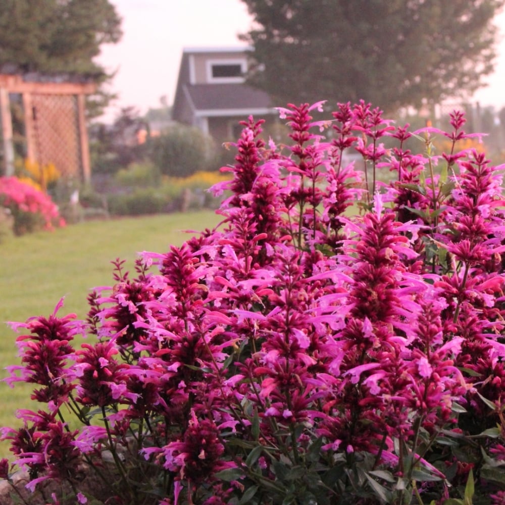 National Plant Network LW1514 perennials - View #2