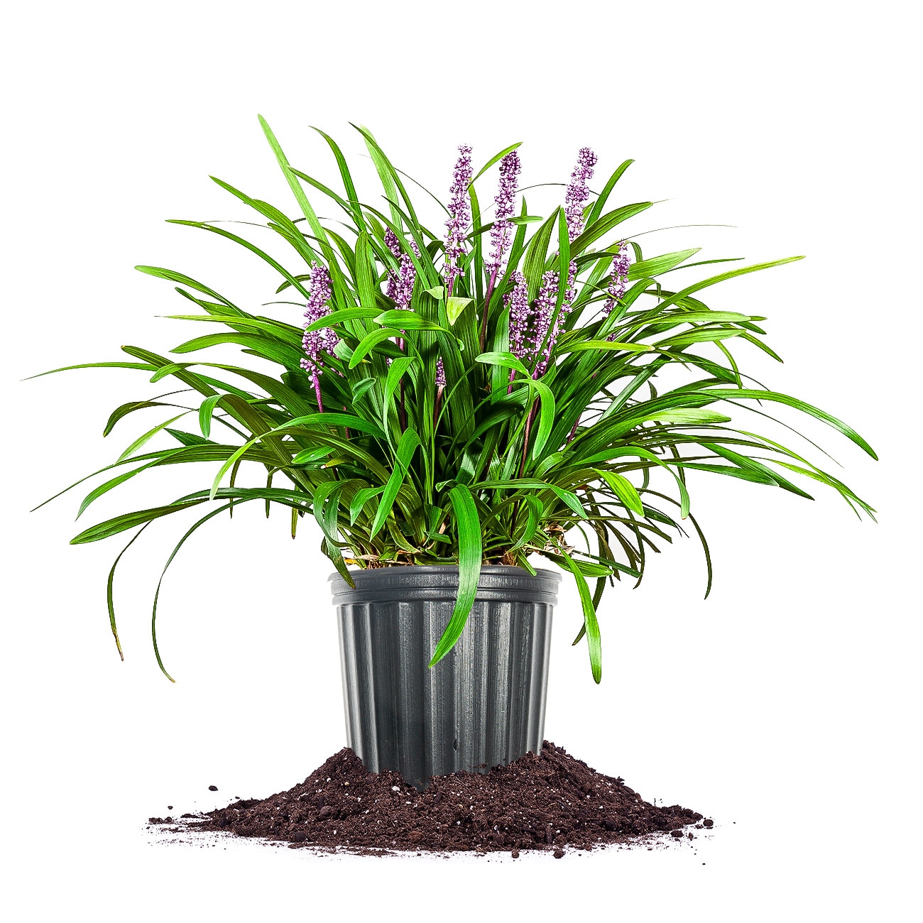 Royal Purple Liriope Plants, Bulbs & Seeds at Lowes.com