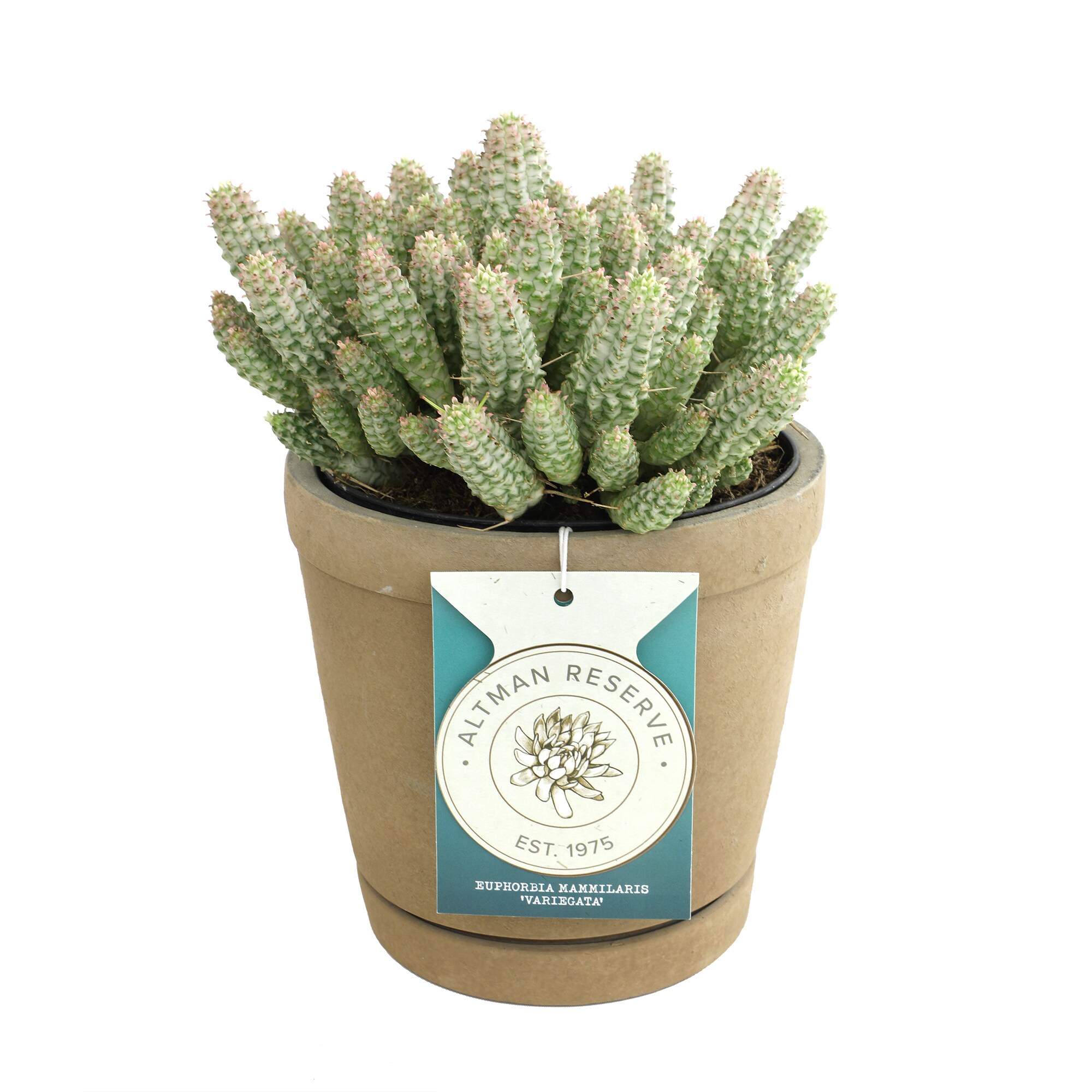 Altman Plants 0873216 Cacti-Succulents - View #8