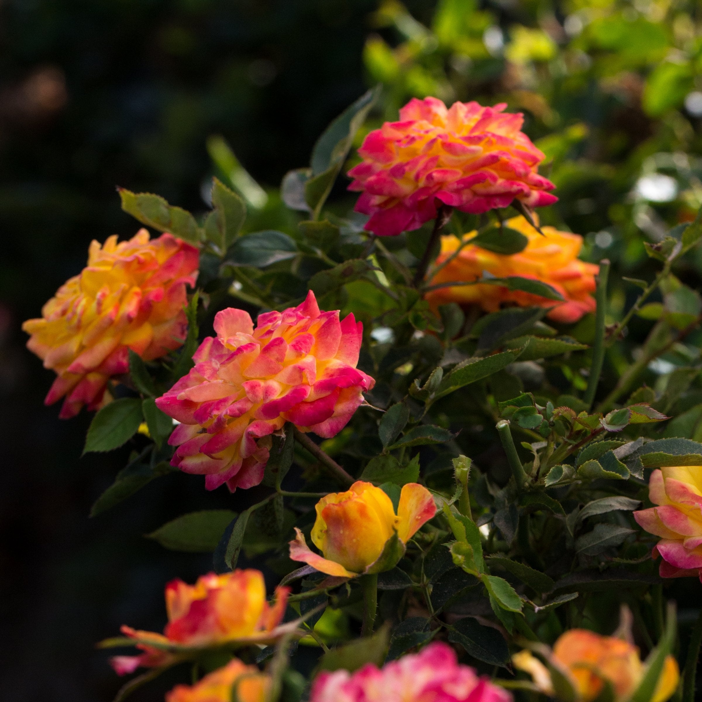 National Plant Network LW1798 roses - View #5