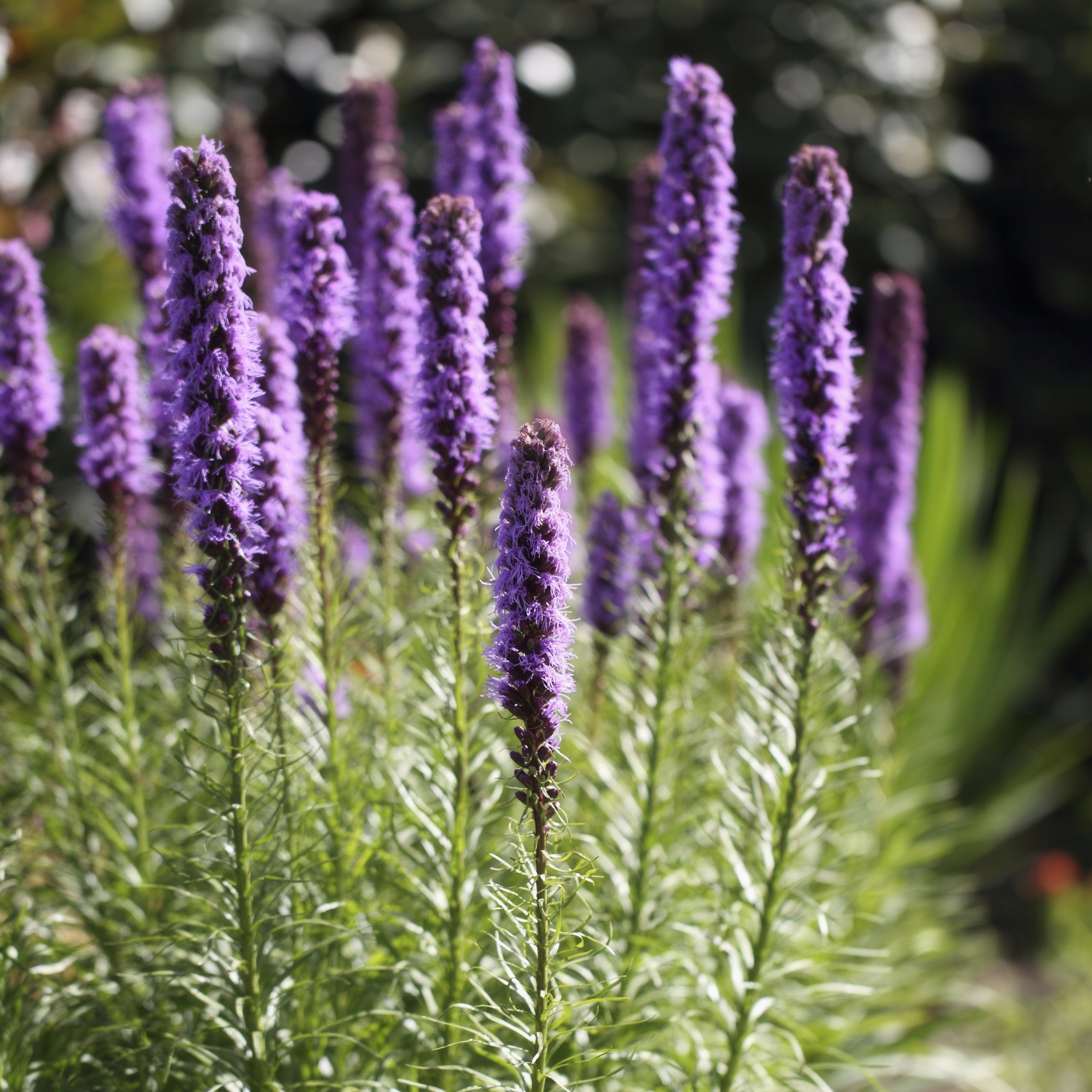 National Plant Network LW1904 perennials - View #3