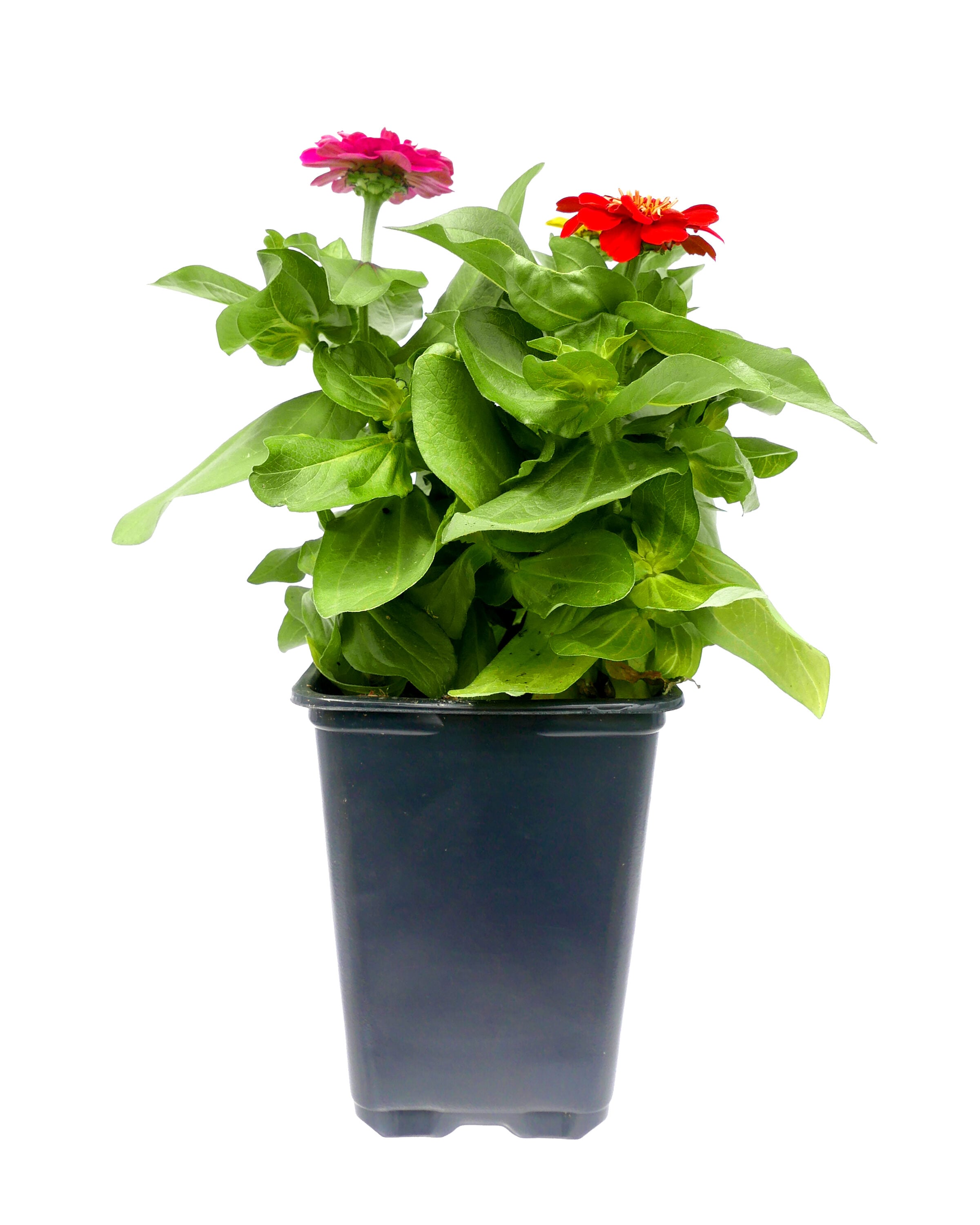  2238 annuals - View #3