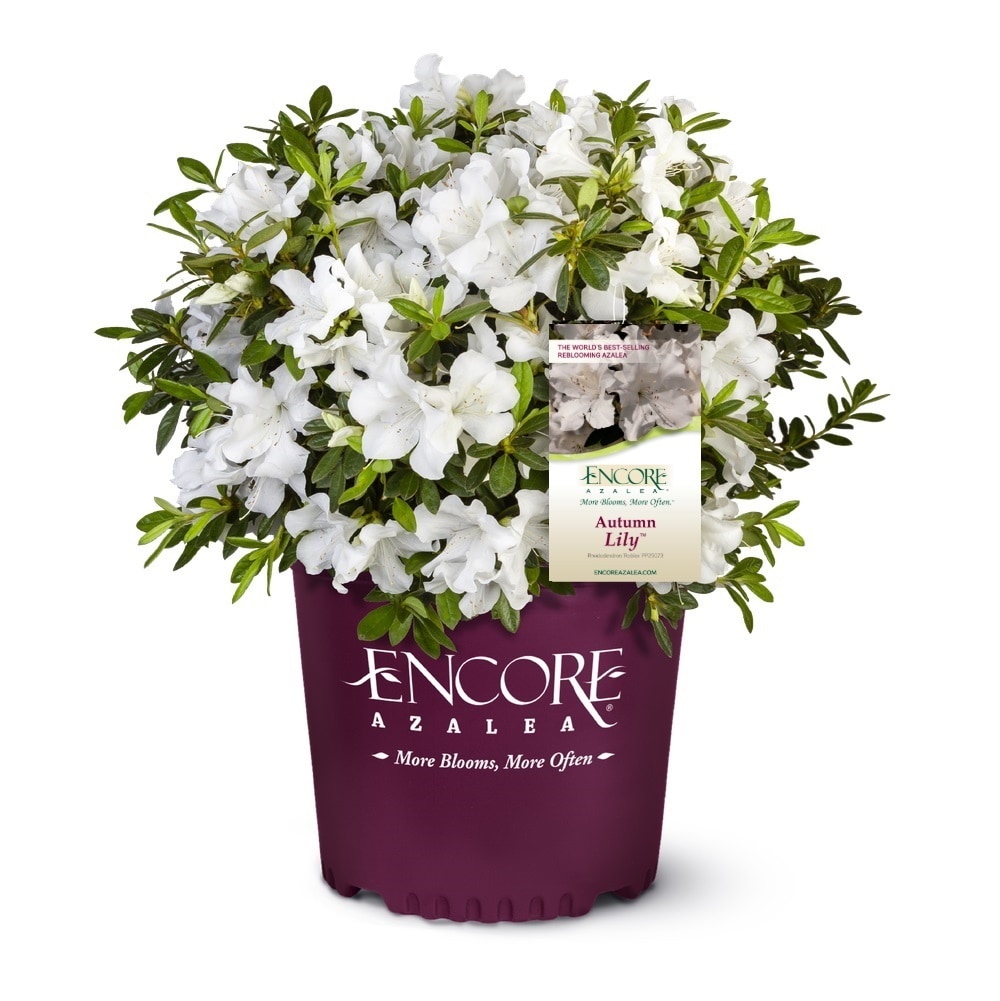 Encore Azalea 80443-1 Autumn Lily Azalea Flowering Shrub in 3 -Gallon Pot 1 -Pack with White Blooms