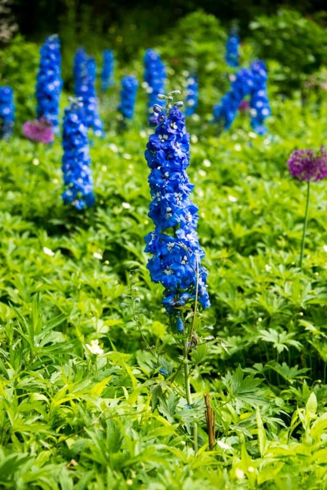 Spring Hill Nurseries 87475 perennials - View #3