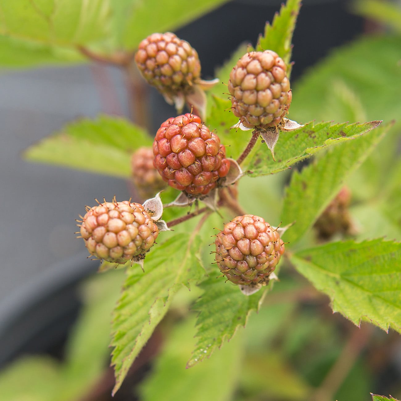 Perfect Plants LOOUACHITABLKBERRY1G shrubs - View #7