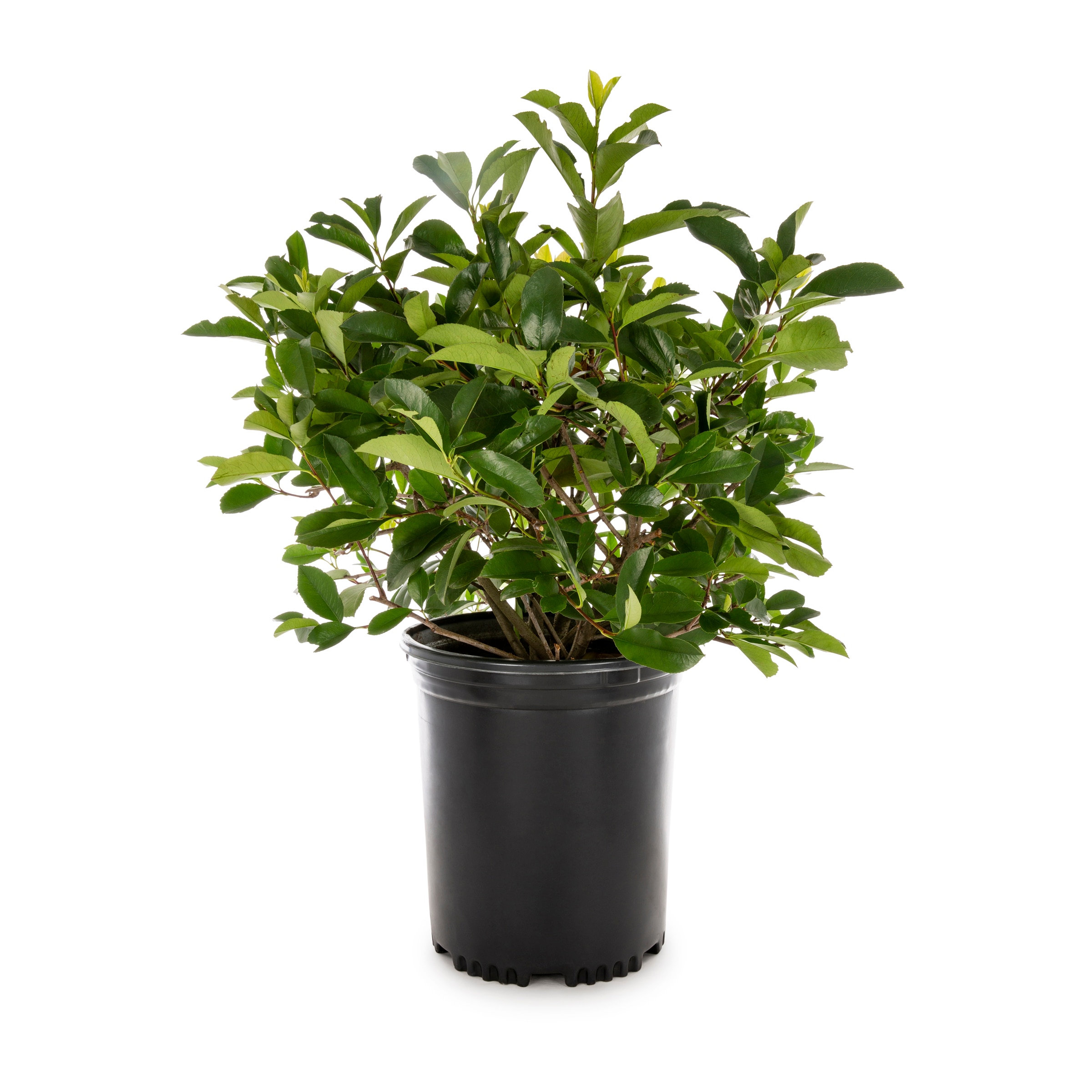 Lowe's 386299 Red Tip Photinia Screening Shrub in 3.58 -Gallon Pot 1 -Pack with White Blooms