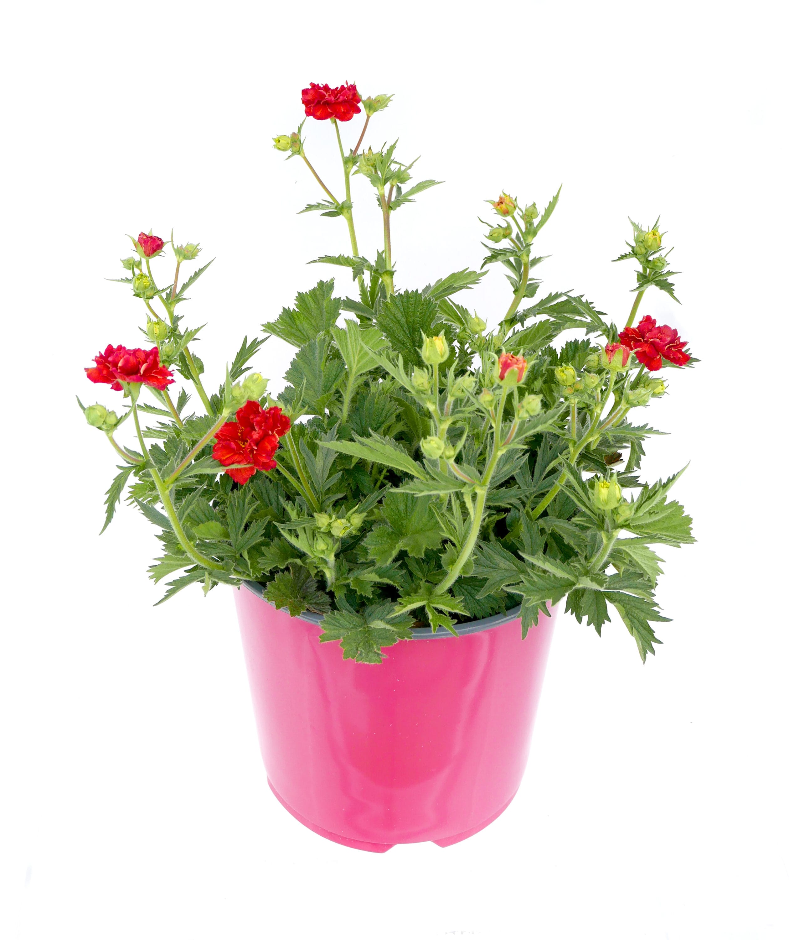 1 -Gallon Red Geum 'Blazing Sunset' 1 -Pack - Low Maintenance