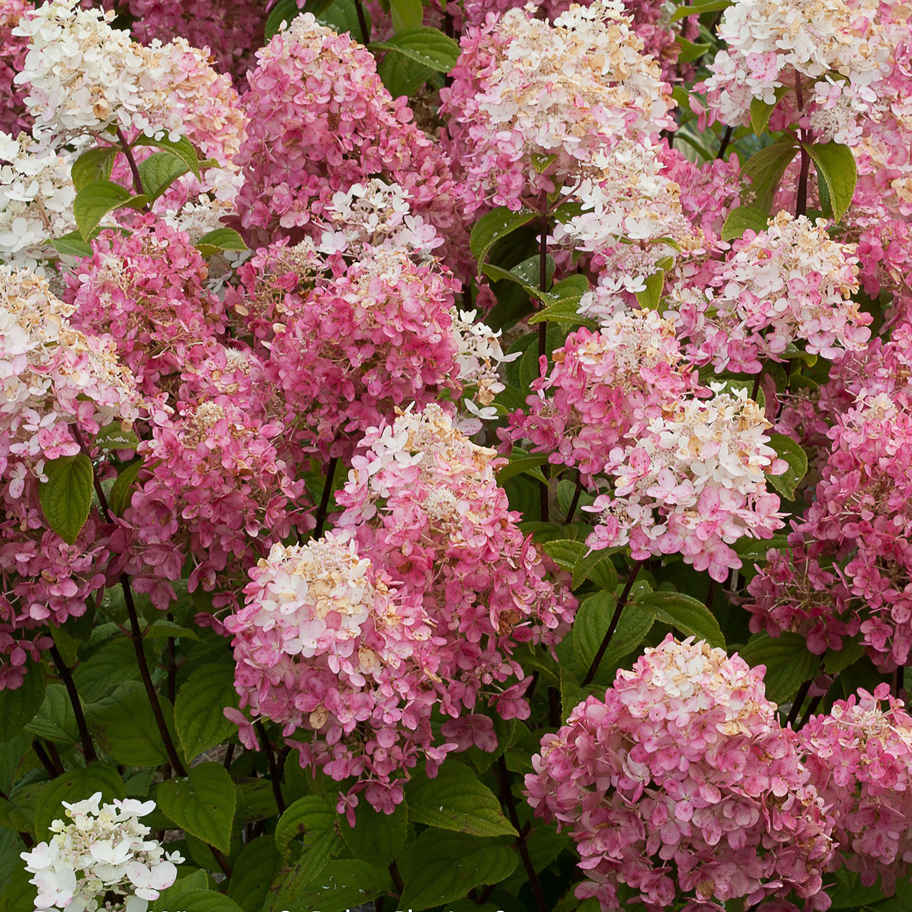 Proven Winners Fire Light Panicle Hydrangea (Paniculata) Flowering Shrub in 1 -Quart Pot 1.0 -Pack with Multicolor Blooms