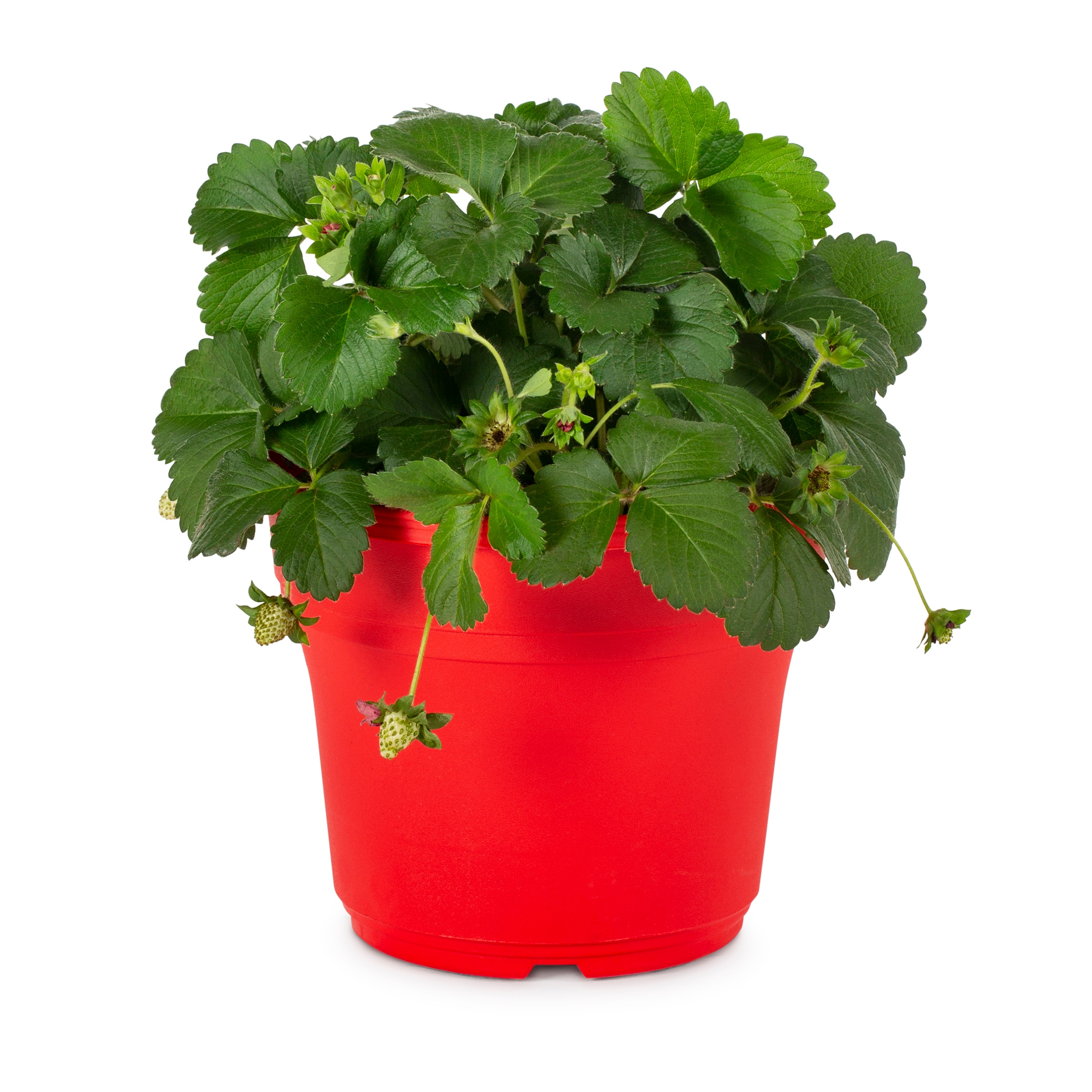Lowe's NURSERY annuals - View #3