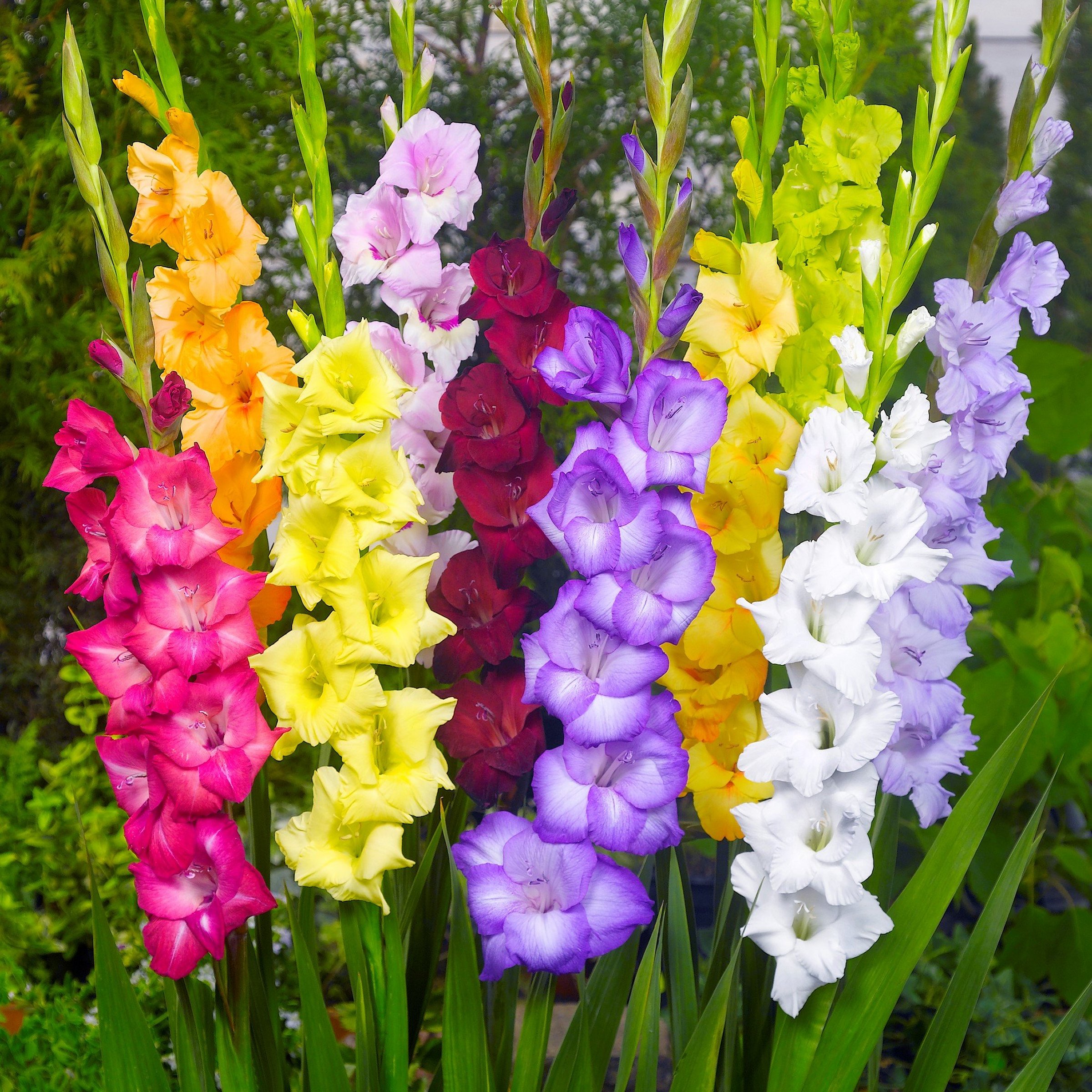 National Plant Network LW3426 Plant-Bulbs - View #3