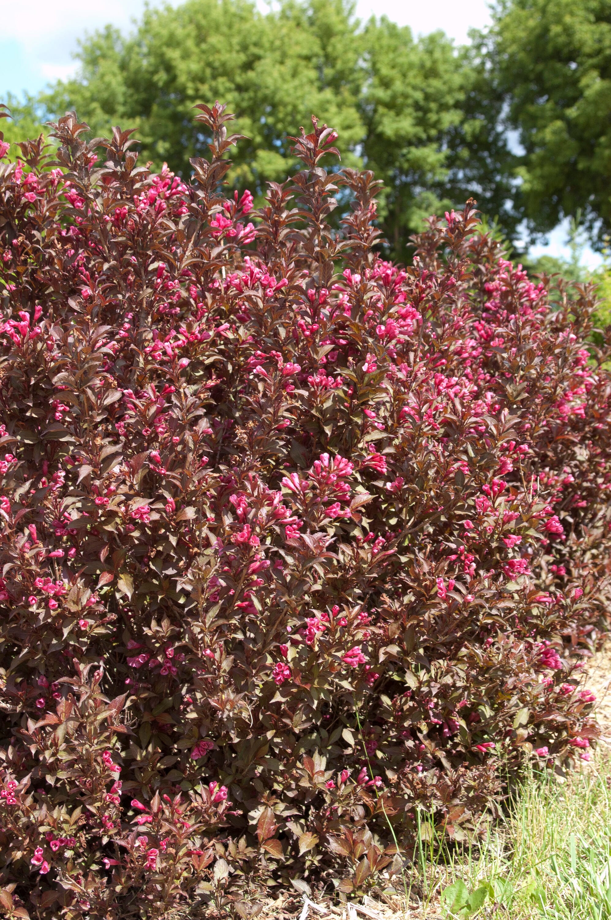 Lowe's NURSERY shrubs - View #5