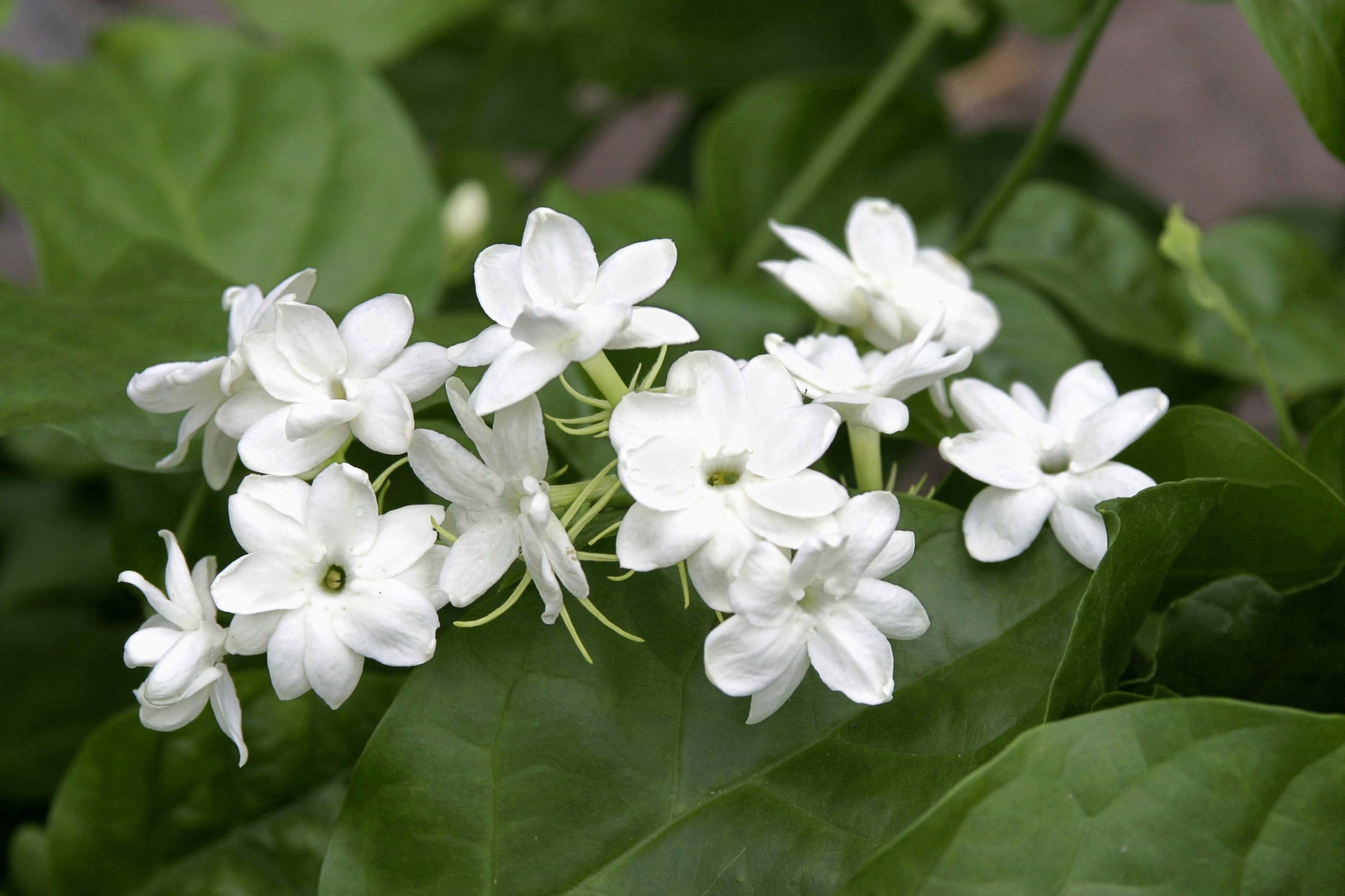 White Jasminum Sambac Flowering Shrub in 2.5-Quart Pot at