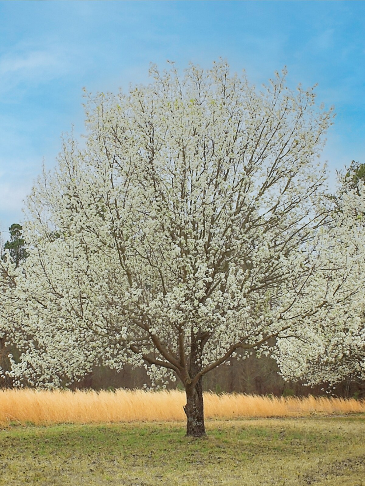 Southern Planters 7-Gallons White Flowering Cleveland Pear In Pot (With ...