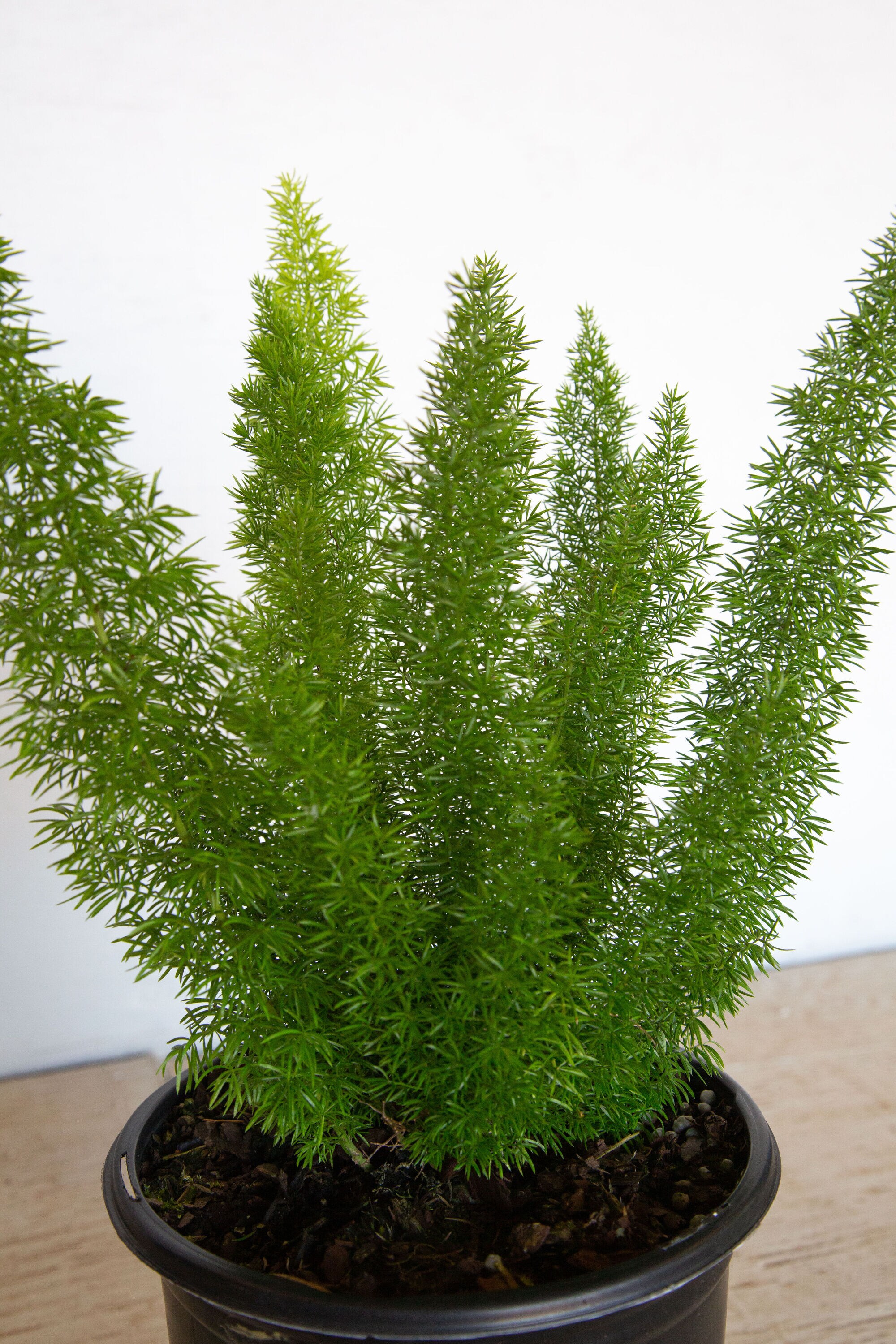 Flowerwood 1285Q-1 perennials - View #5