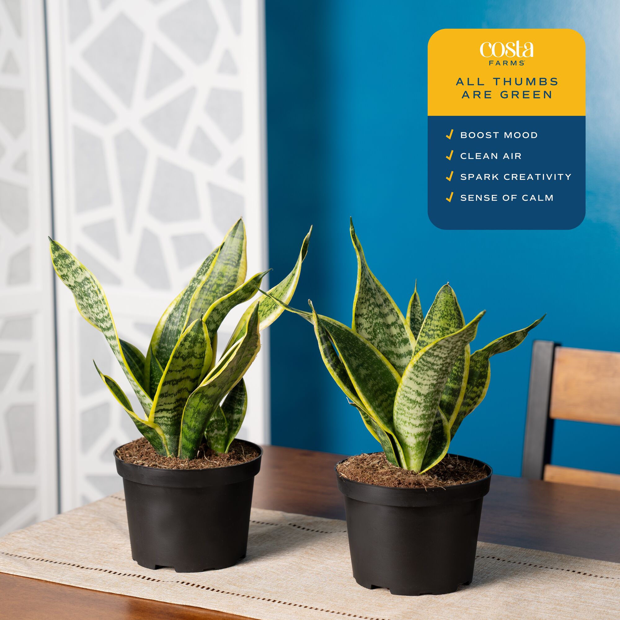 Costa Farms CO.SL07.1.GP.2PK hseplants - View #2