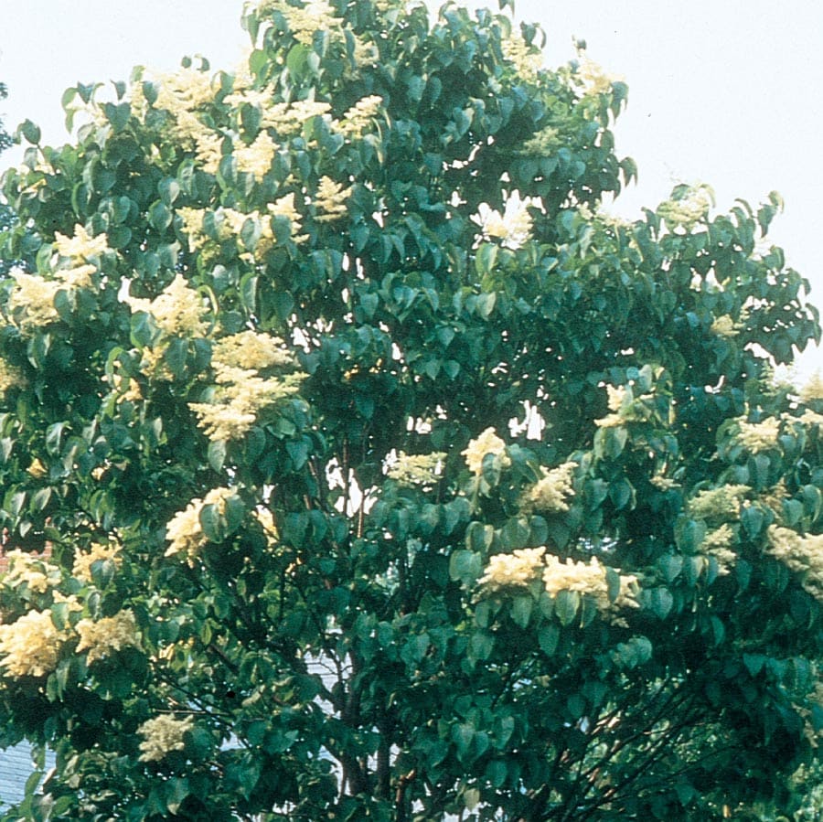  NURSERY White Ivory Silk Lilac Tree Flowering Shrub in 12.7-Gallon (s) Pot