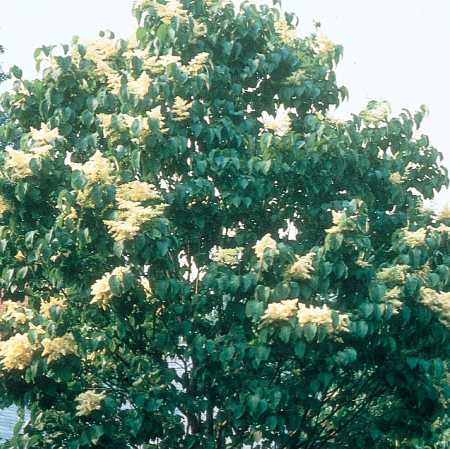 White Ivory Silk Lilac Tree Flowering Shrub in 7.28-Gallon (s) Pot at  Lowes.com