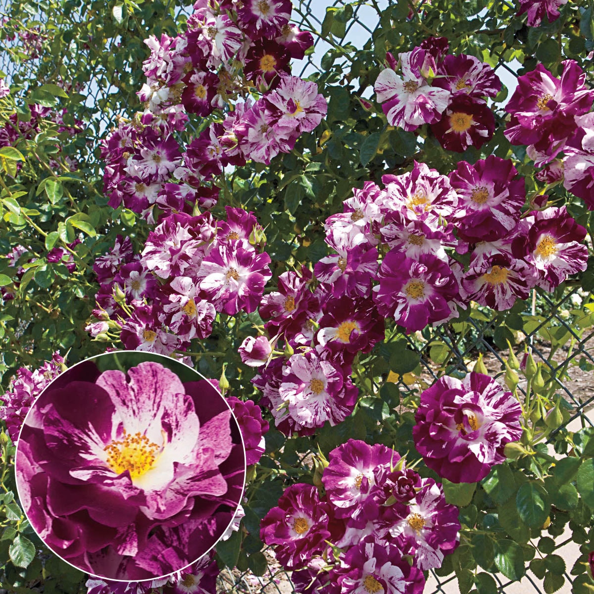 Spring Hill Nurseries 92370 roses - View #2