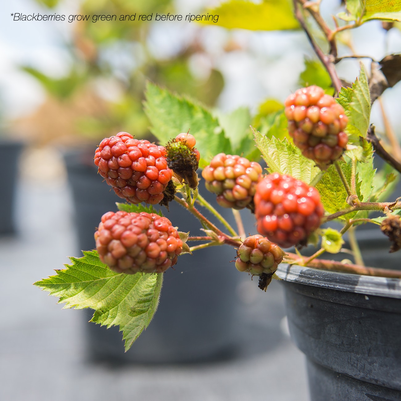 Perfect Plants White Navaho Blackberry Feature Shrub in 1Gallon Pot in