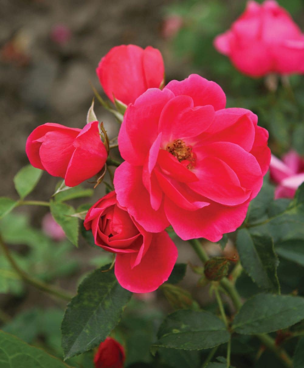 Hirt's Gardens Flamingo Kolorscape Shrub Rose - Repeat Bloomer