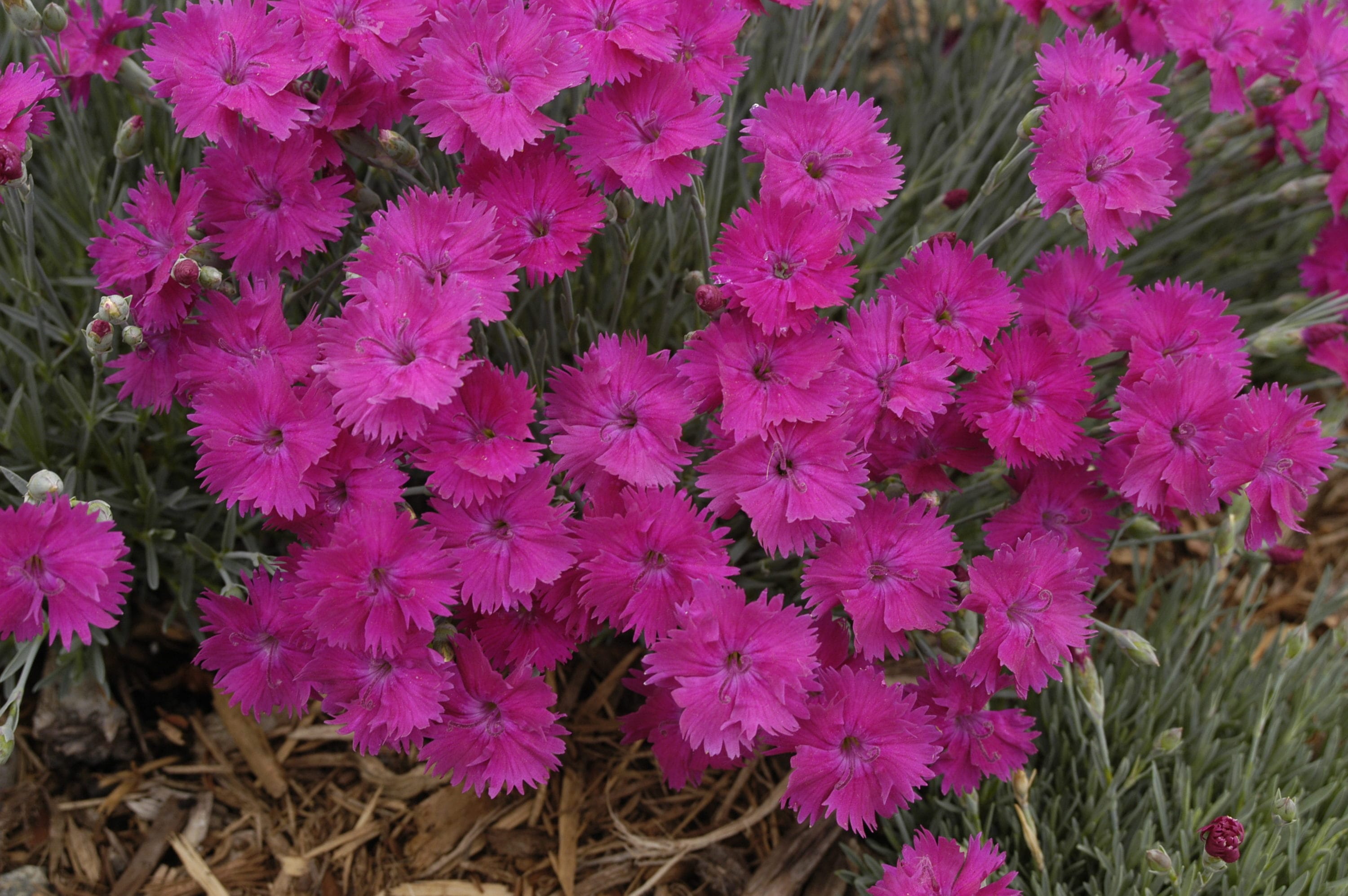 dianthus neon star