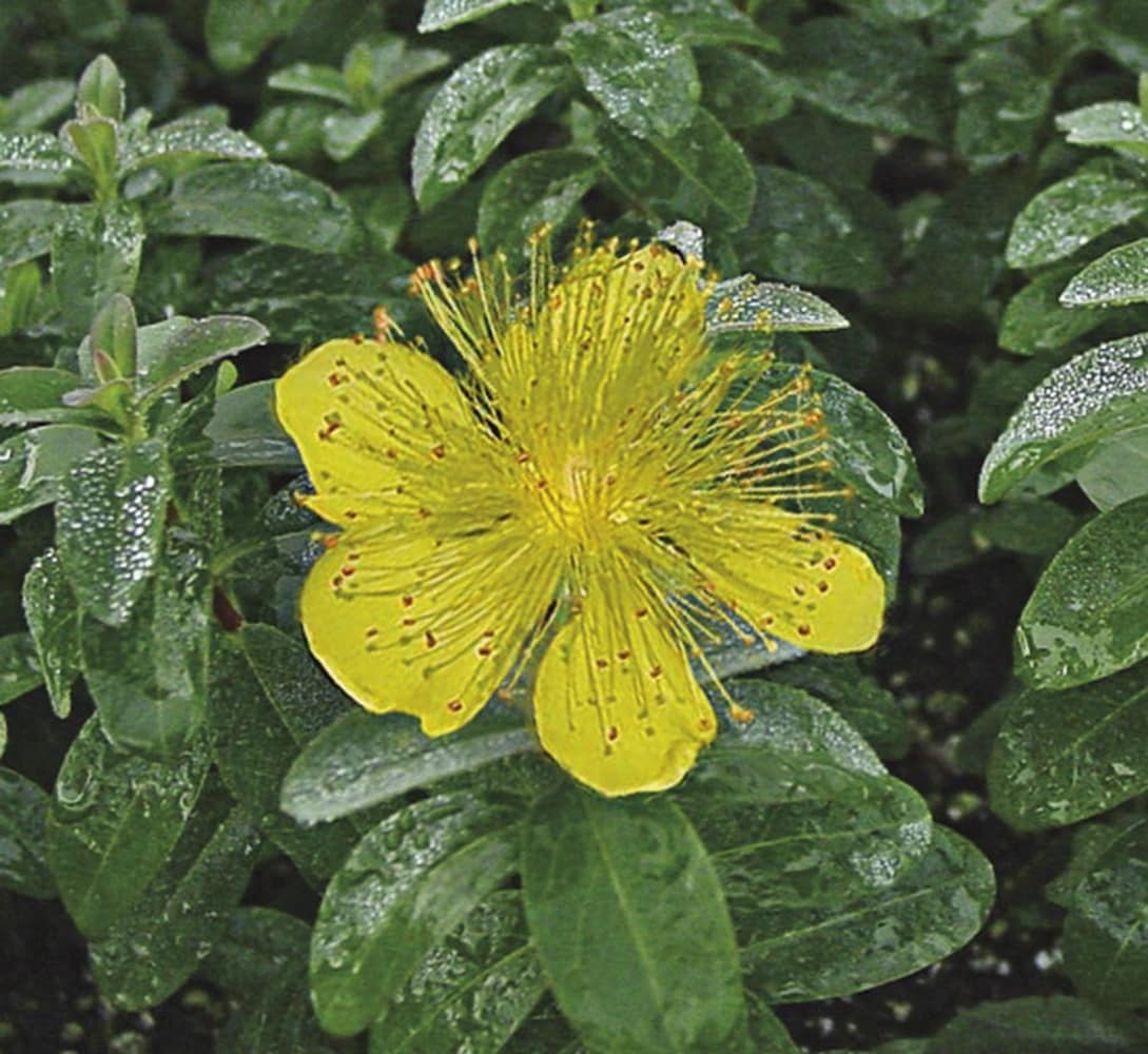 Lowe's NURSERY Yellow Creeping St. Johnswort Plant in 1 -Gallon Pot 1.0 -Pack