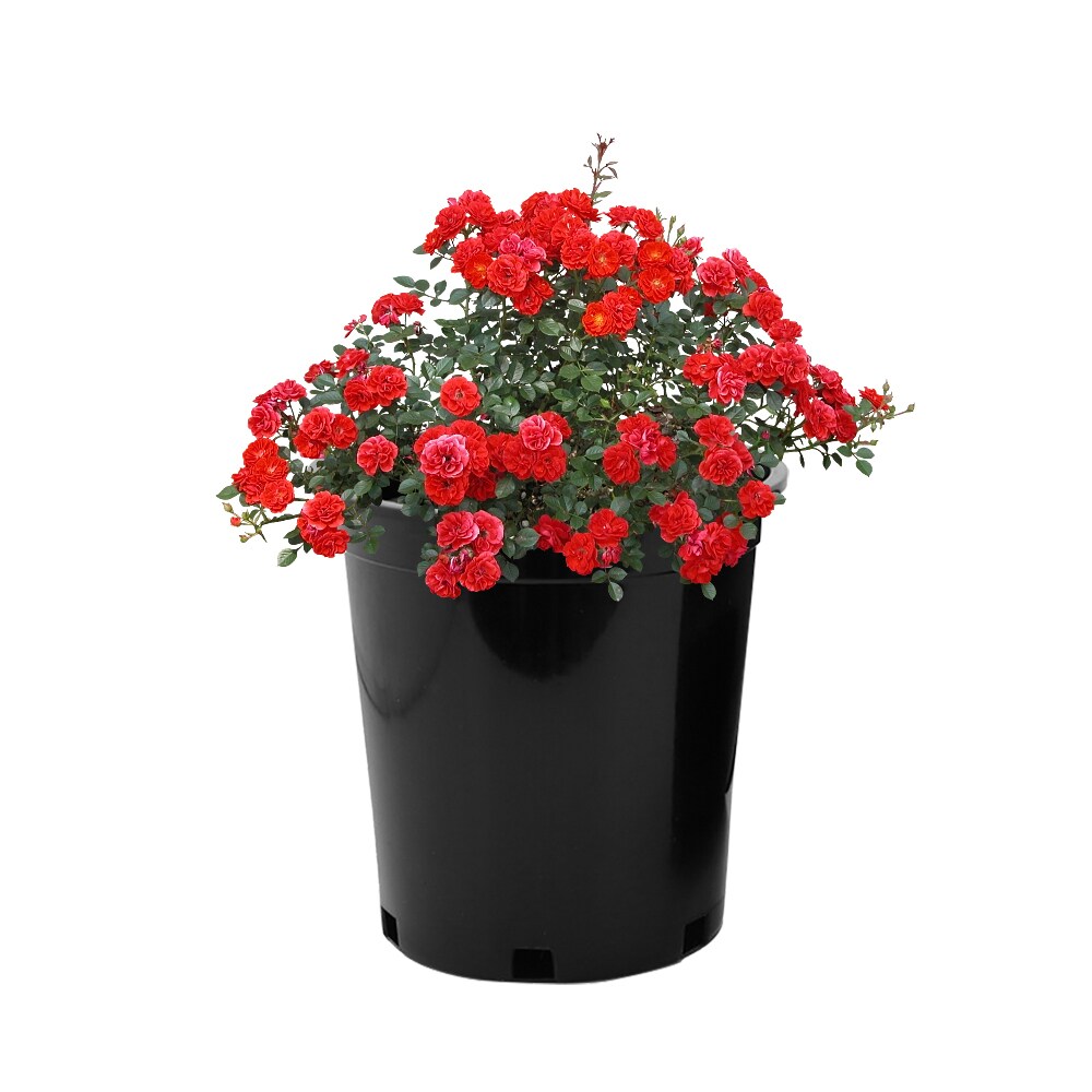 Agfabric PN06P25B Planter-Window-Box - View #2