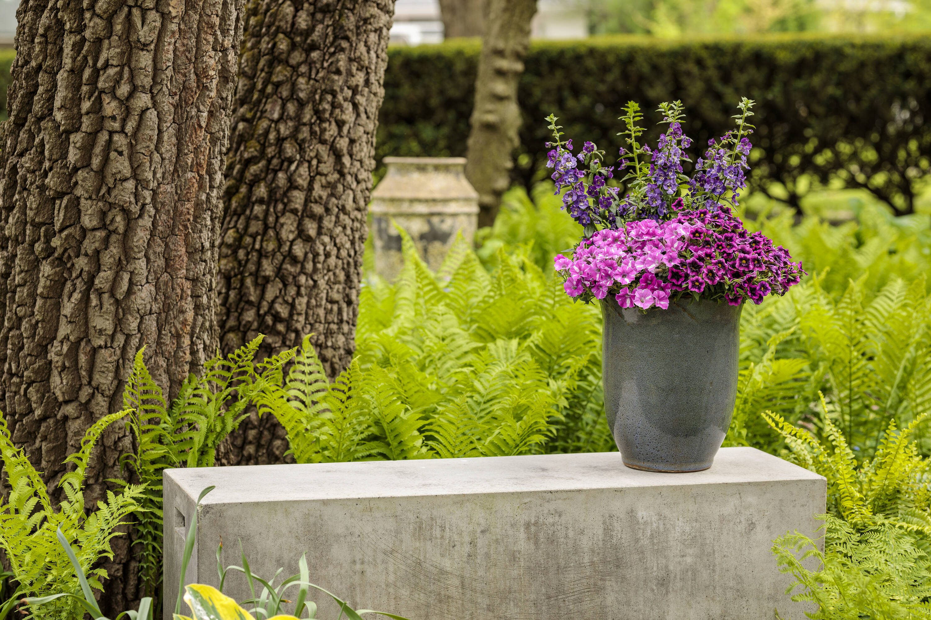 Monrovia 78977 annuals - View #4