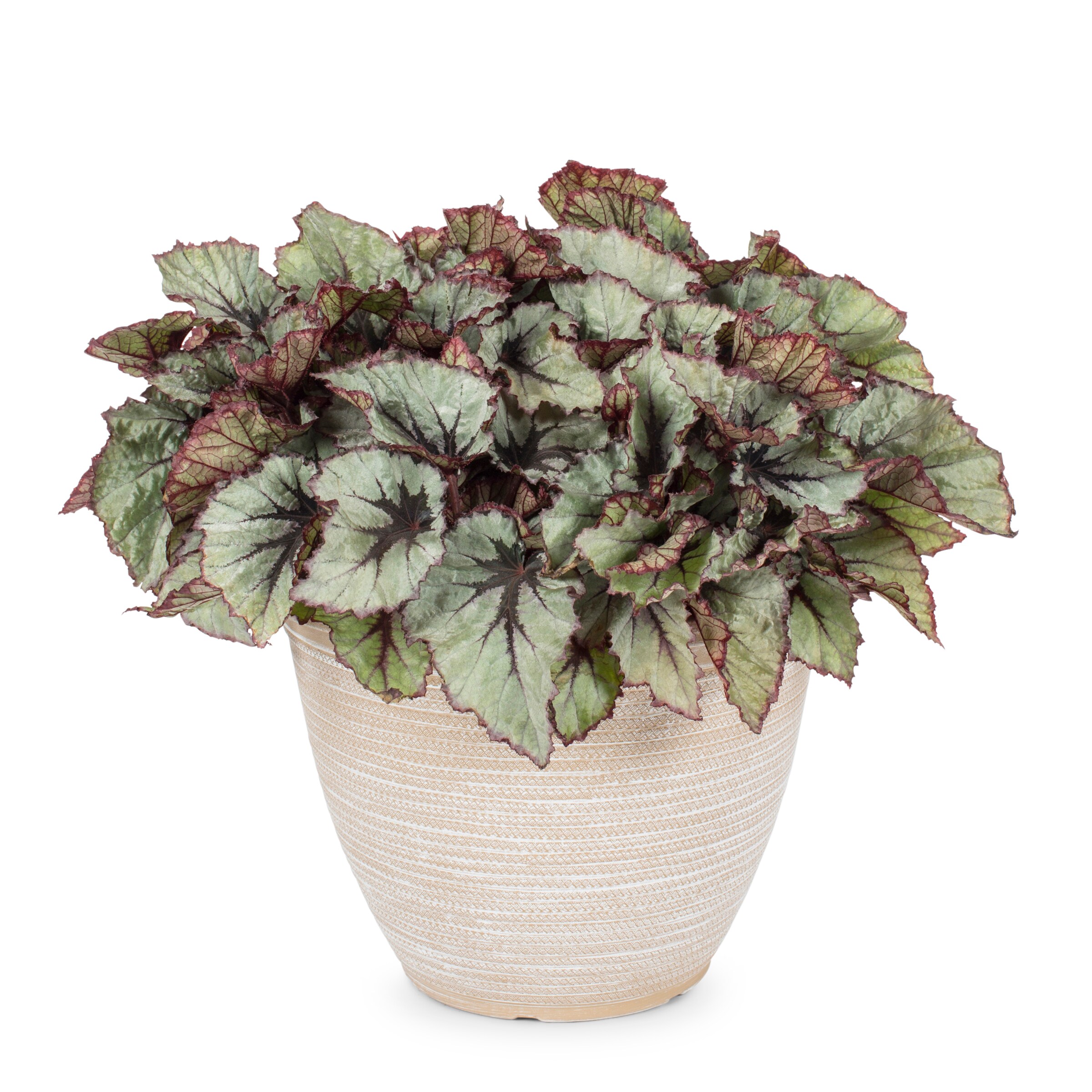 Lowe's 1155539 annuals - View #3