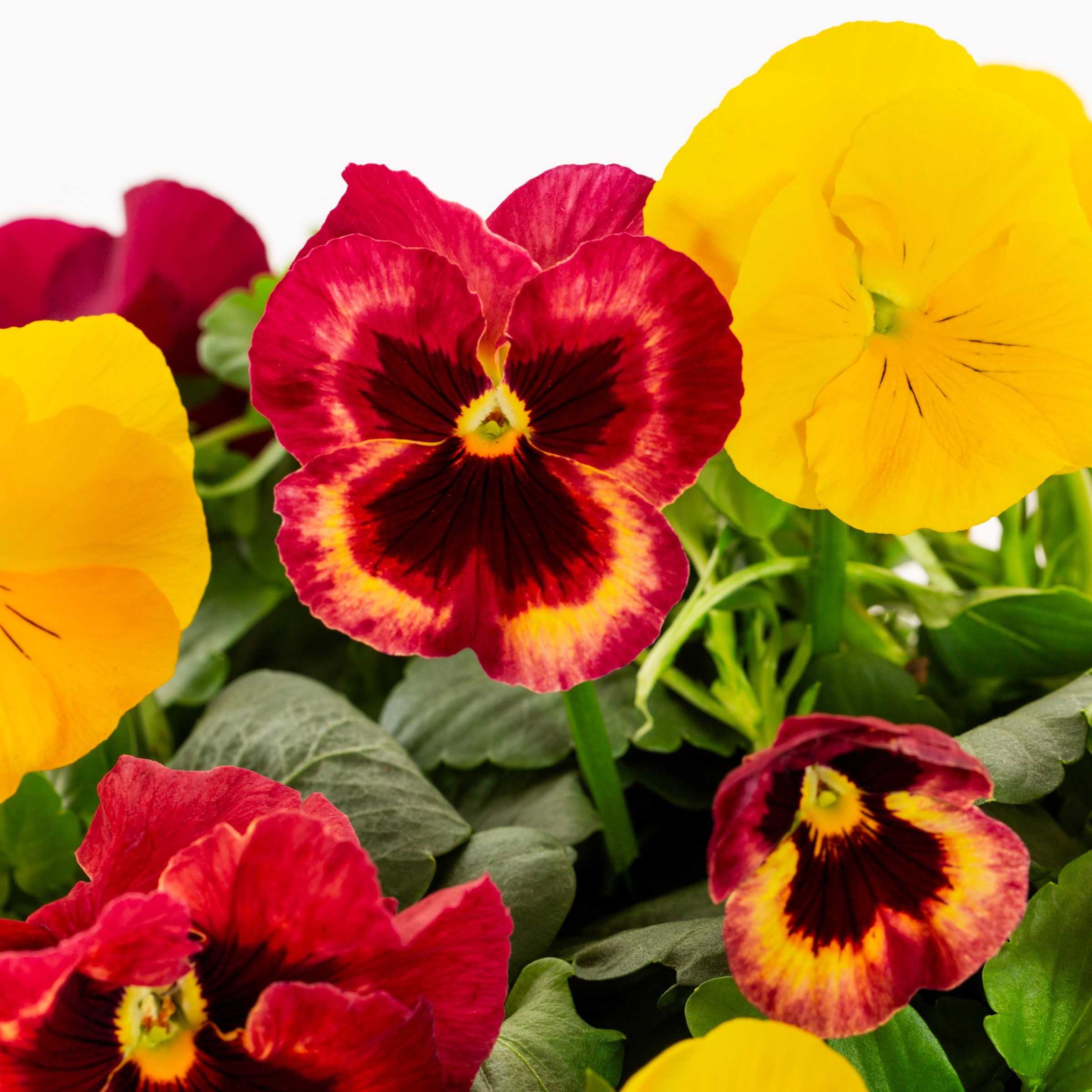 Lowe's 468784 annuals - View #2